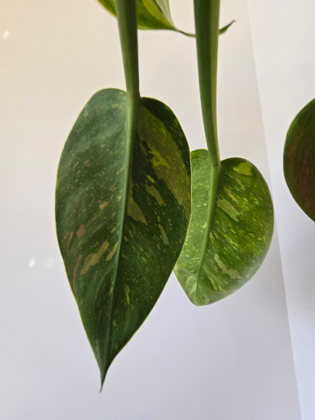 Philodendron Green Congo Nuclear Hybrid 4"
