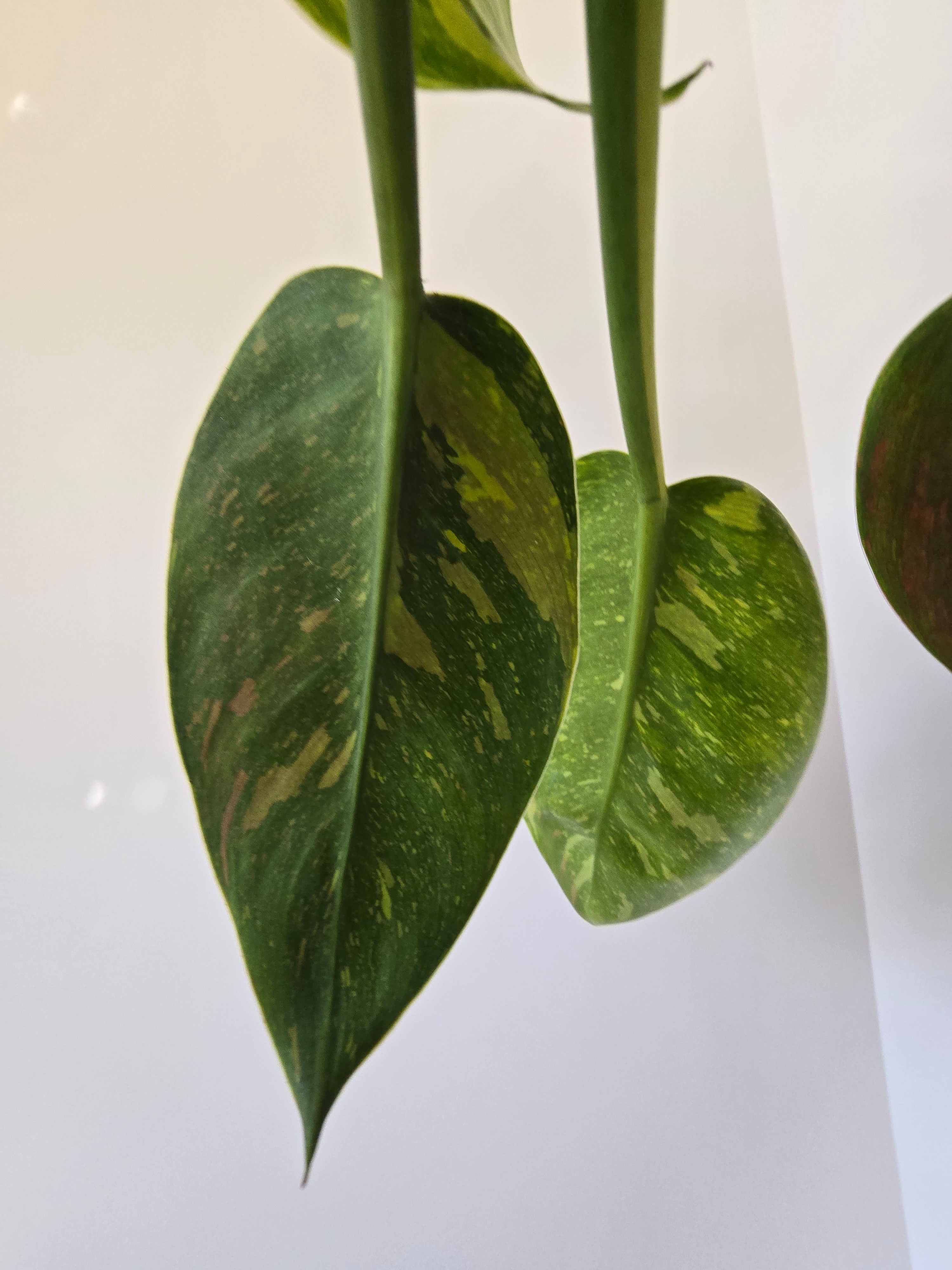 Philodendron Green Congo Nuclear Hybrid 4"