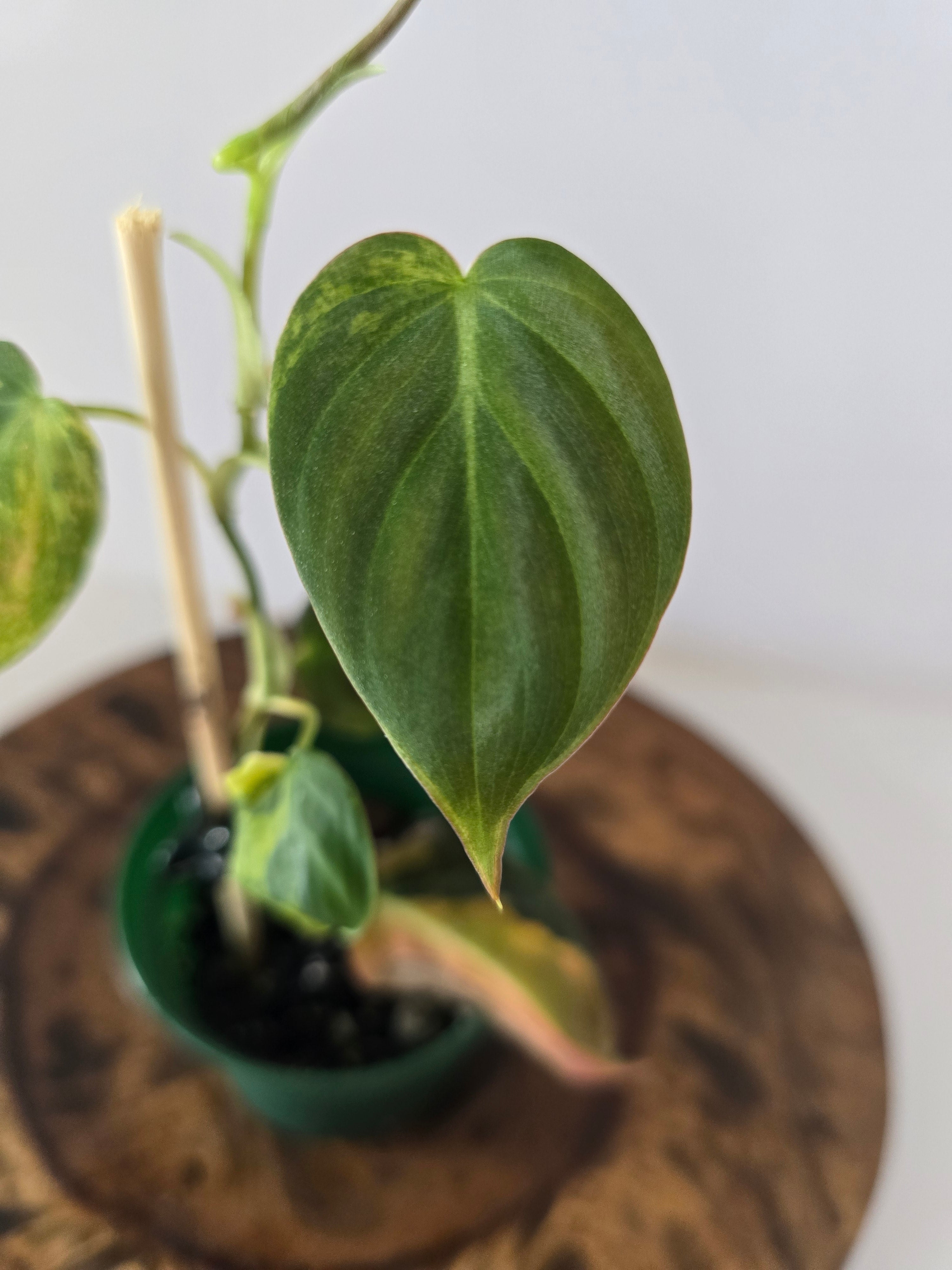 Philodendron Variegated Micans