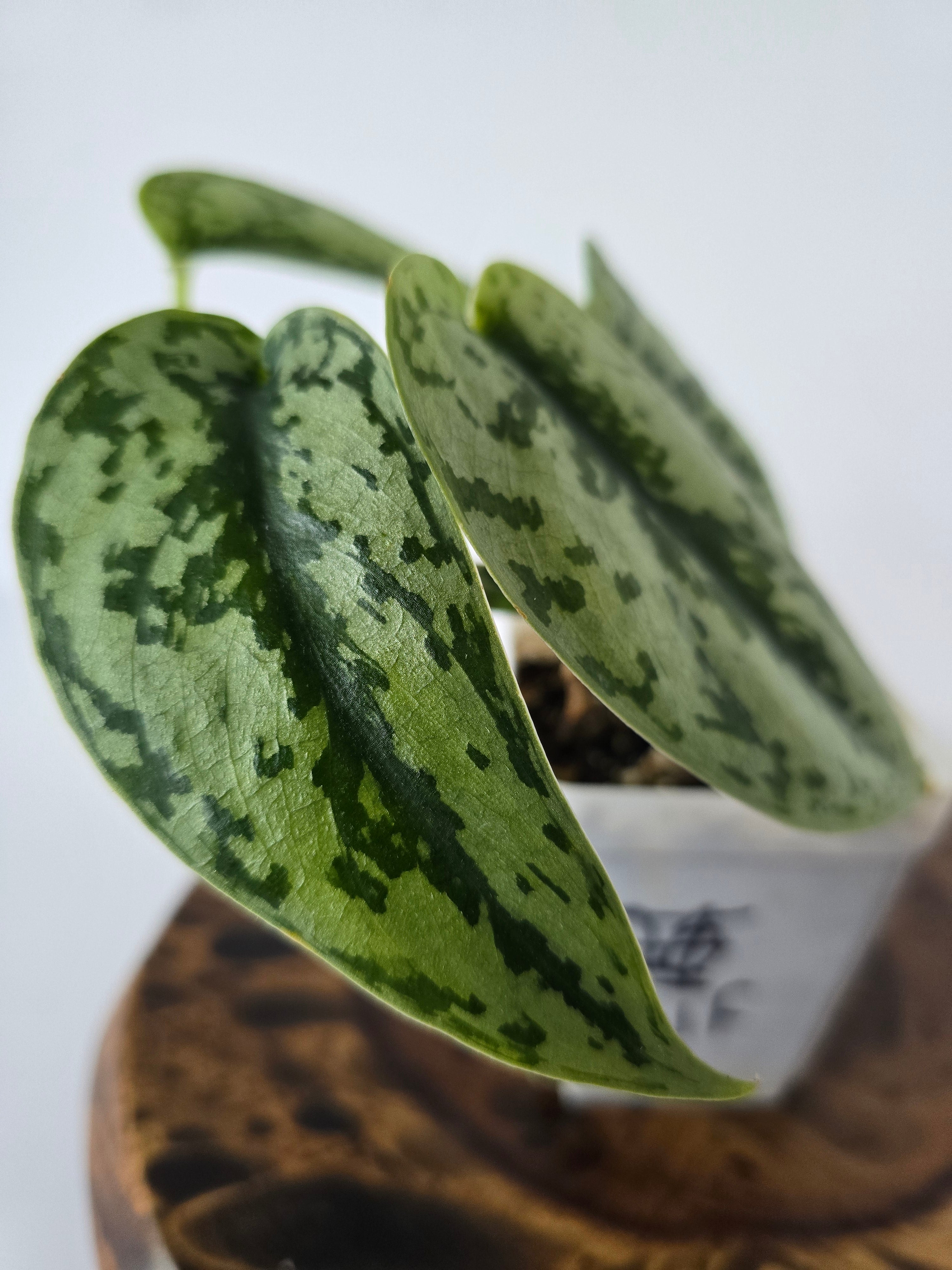 Philodendron Silver Lady 2in