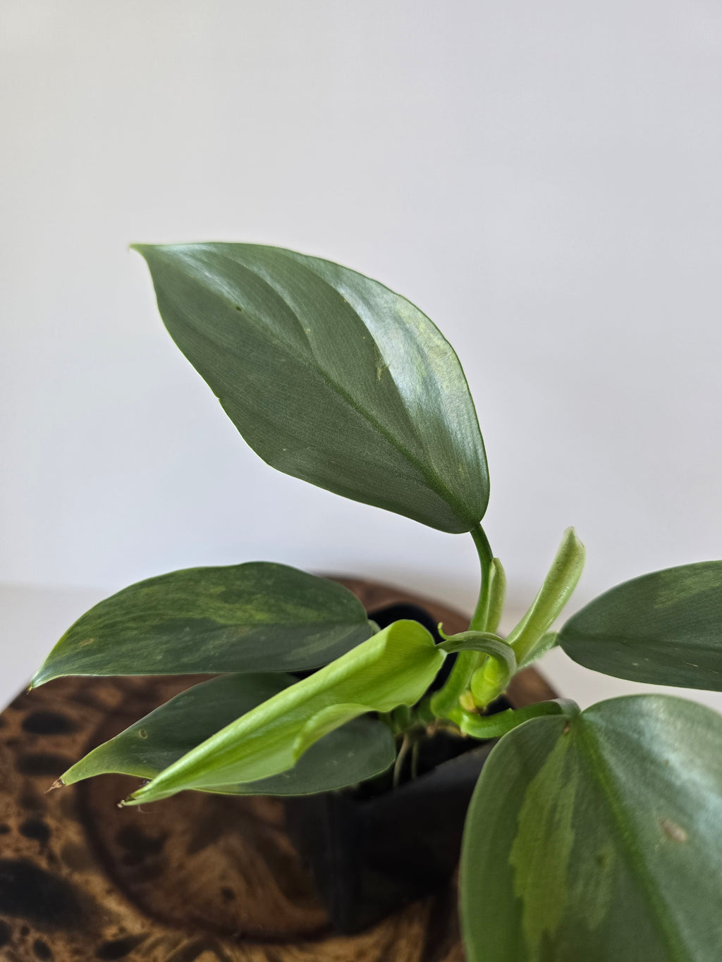 Philodendron Variegated Hastatum "Silver Sword" 2in