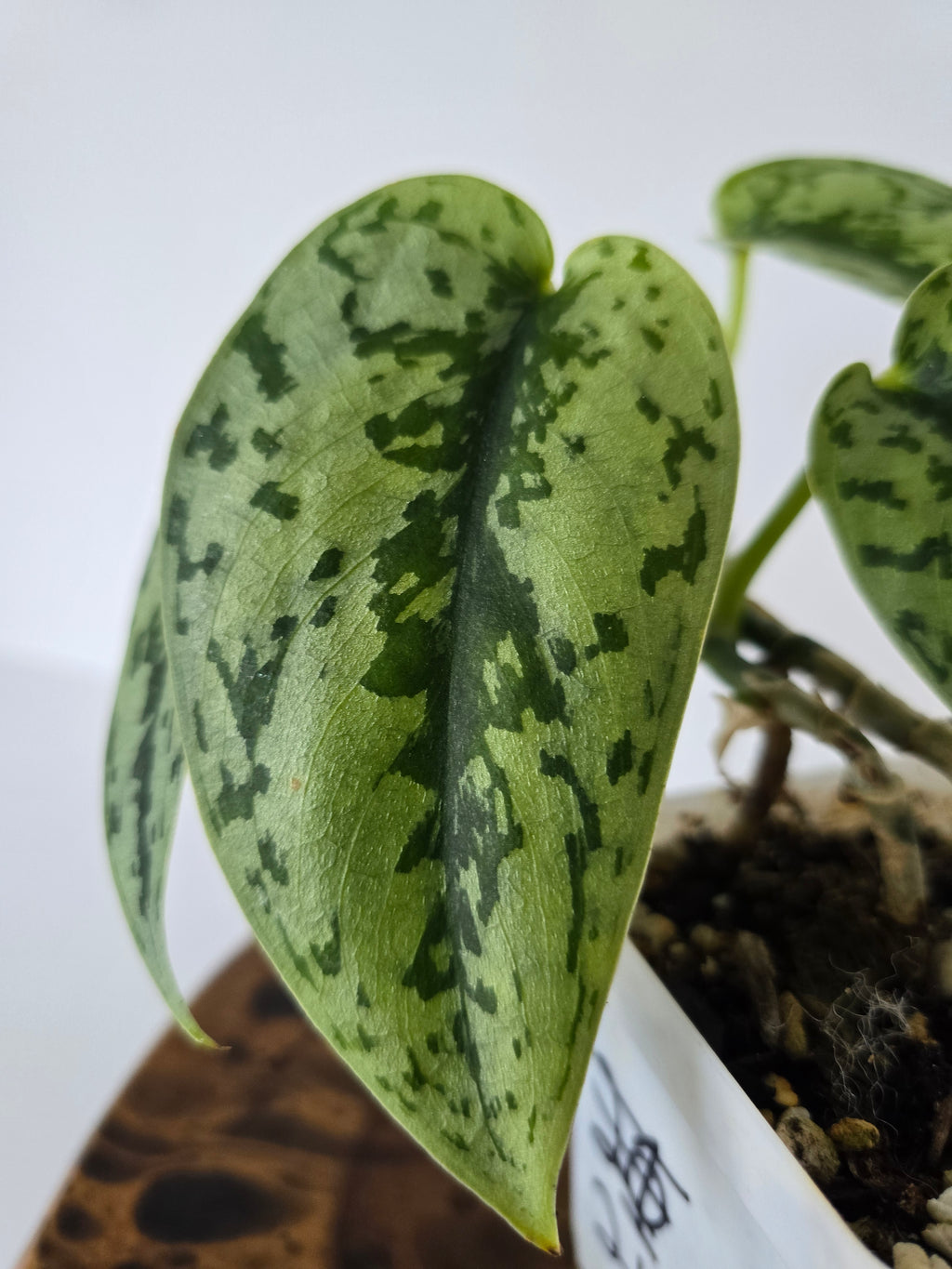 Philodendron Silver Lady 2in