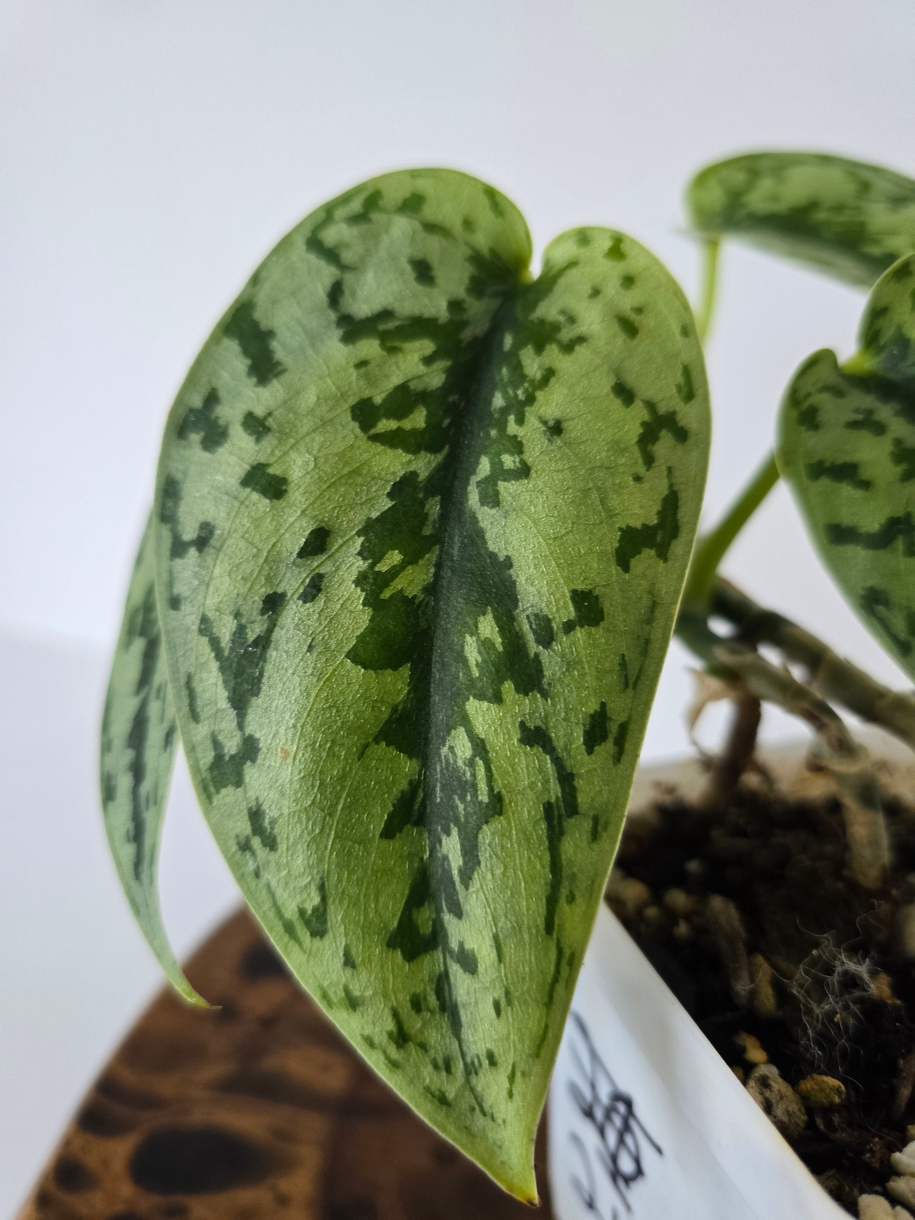 Philodendron Silver Lady 2in