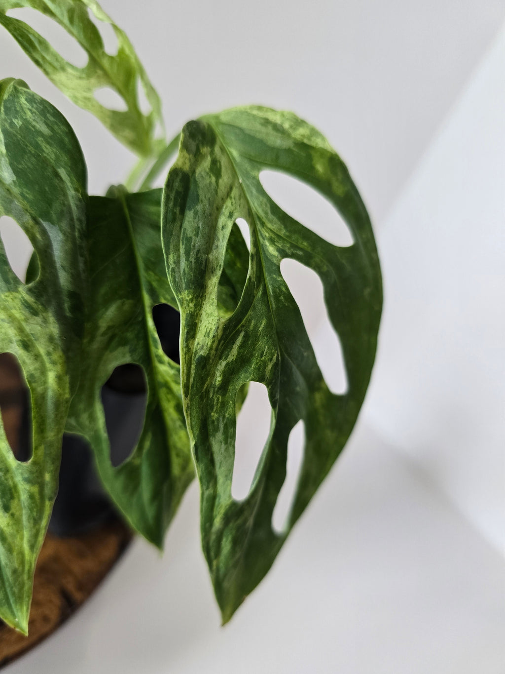 Monstera Adansonii Indonesian Mint Variegated 2in