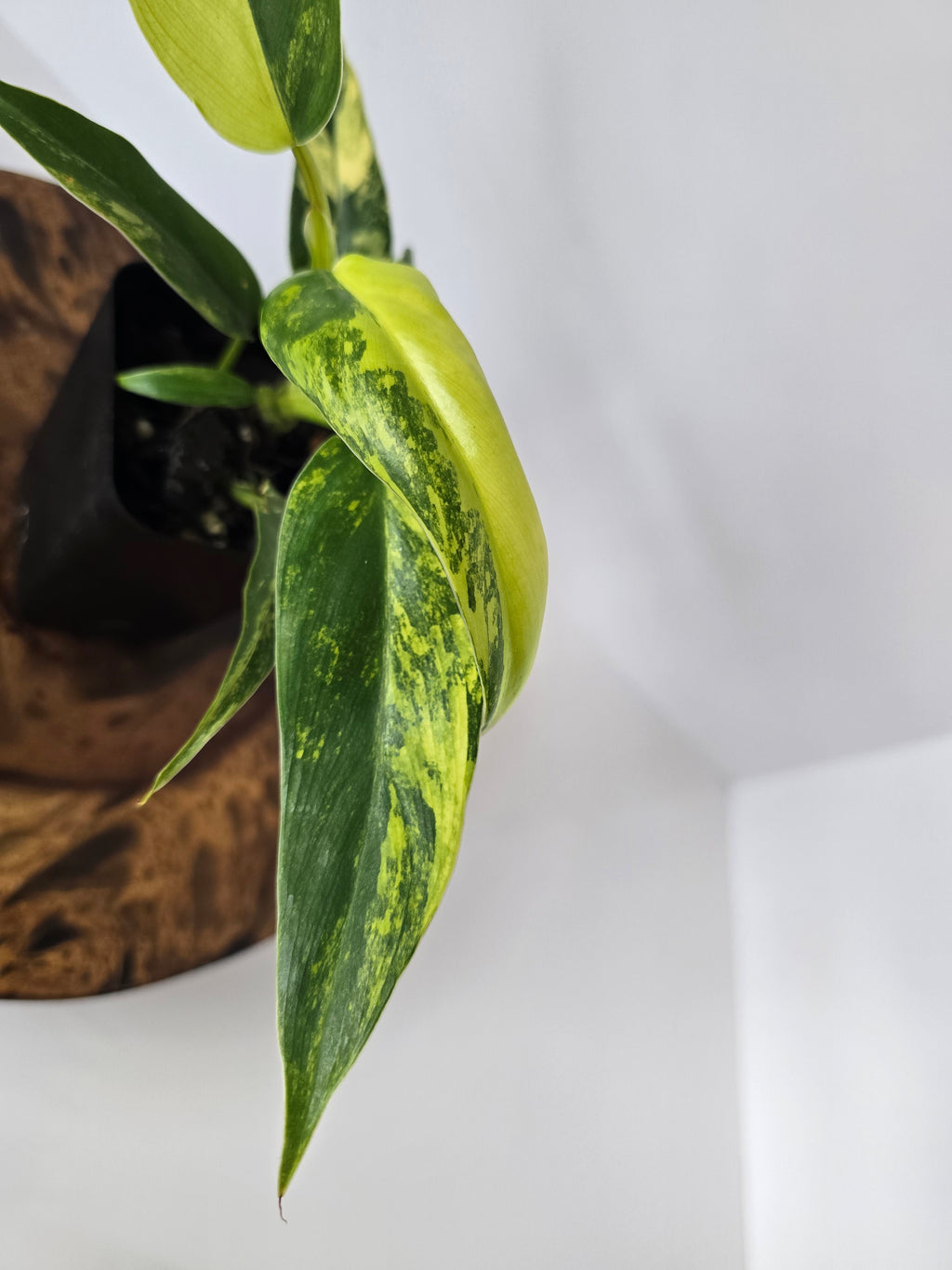 Philodendron Variegated Domesticum 2in