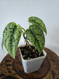 Philodendron Silver Lady 2in