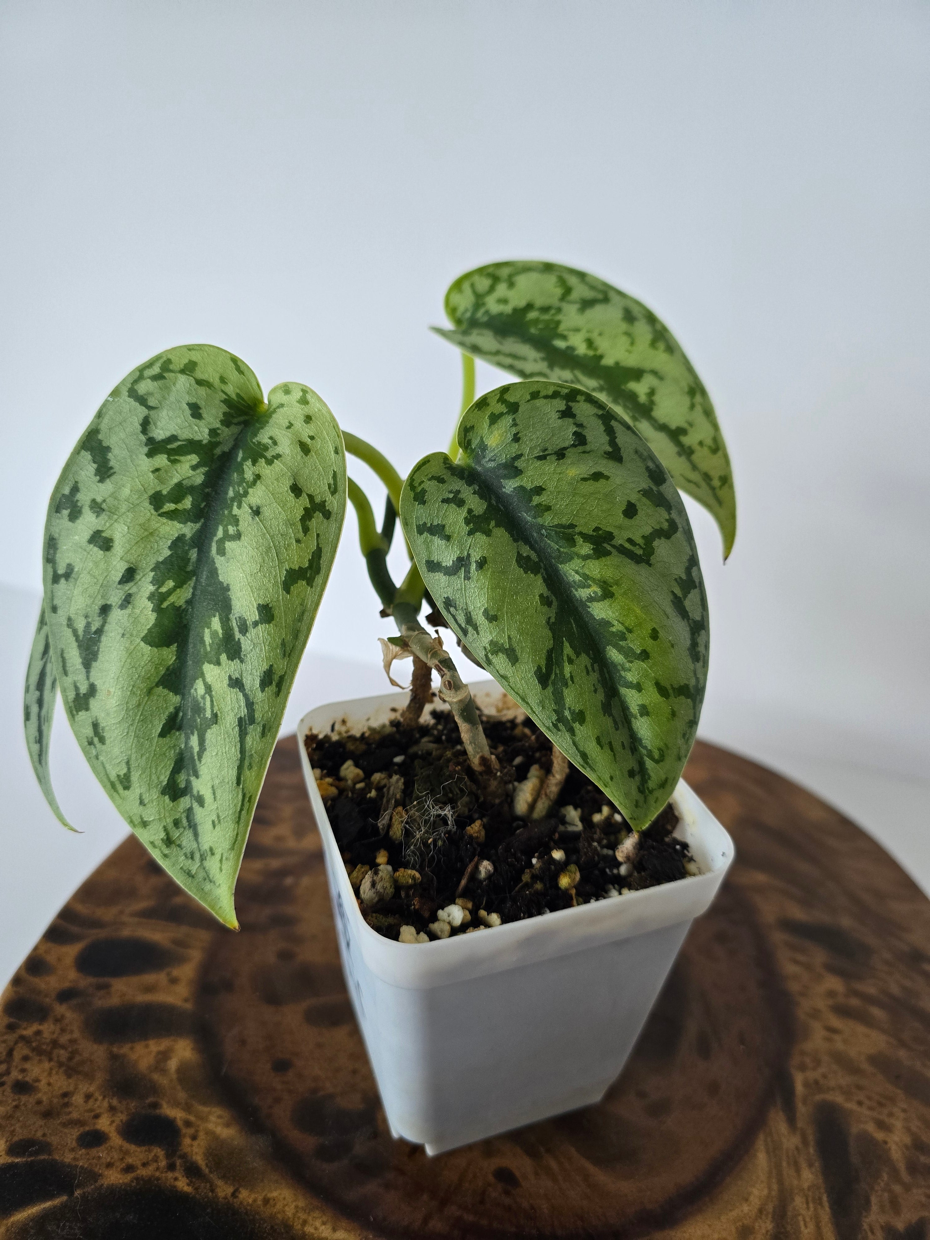 Philodendron Silver Lady 2in