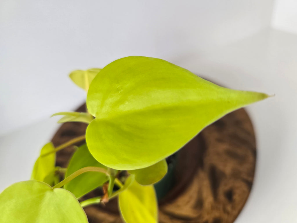 Philodendron Neon Heartleaf (Hederaceum)