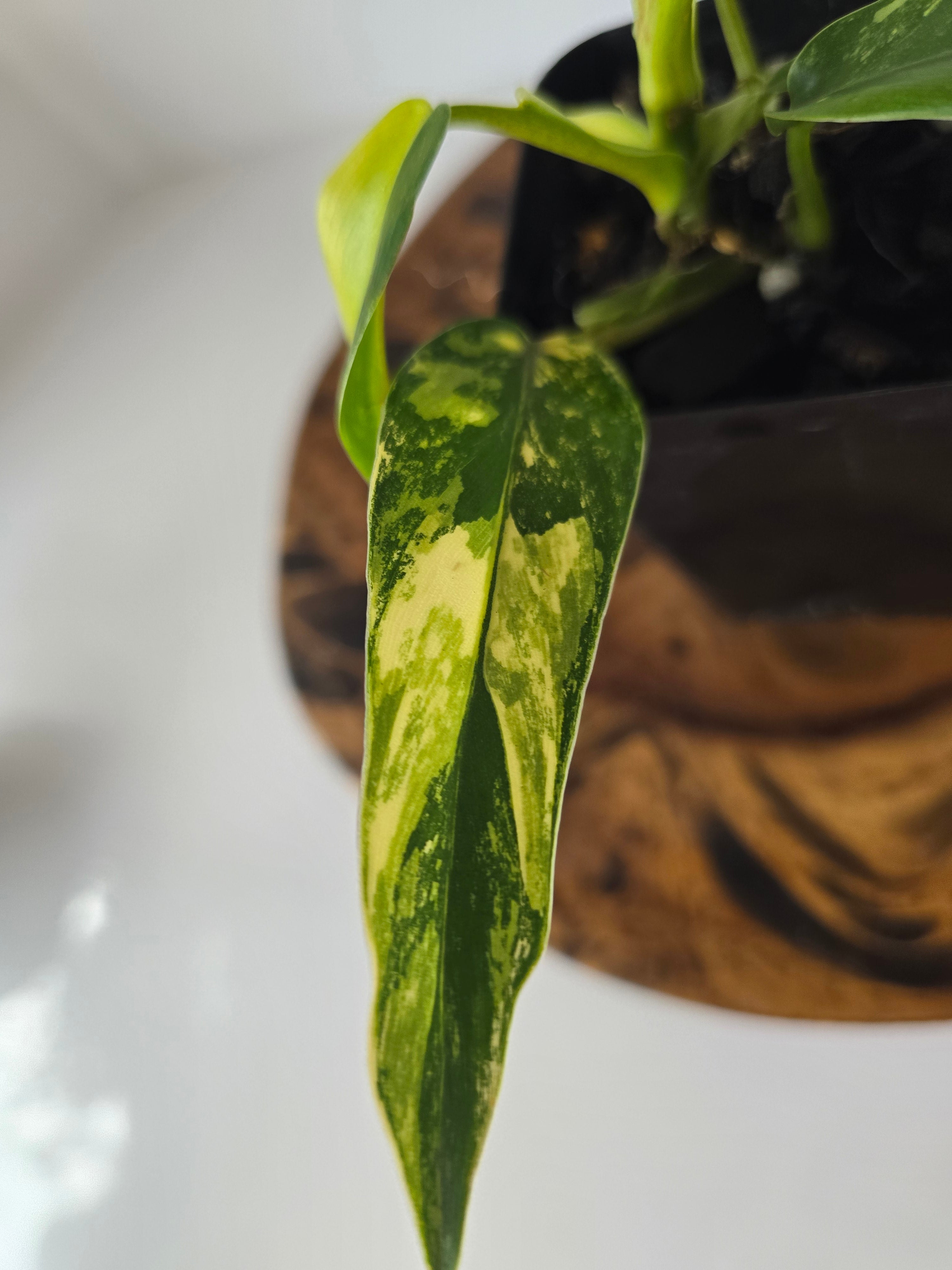 Philodendron Variegated Domesticum 2in