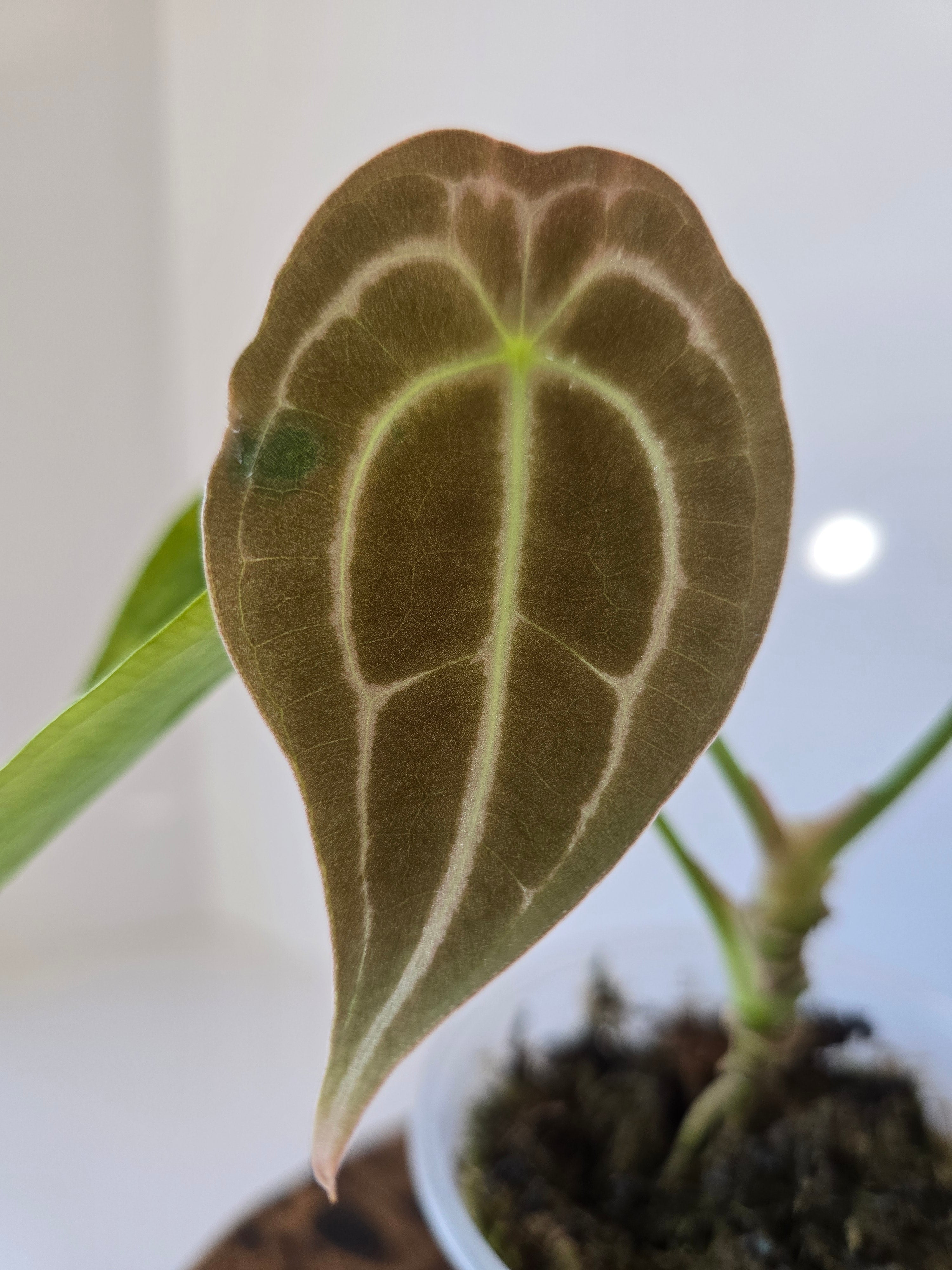 Anthurium Forgetii