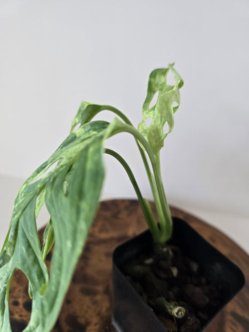 Monstera Adansonii Indonesian Mint Variegated 2in