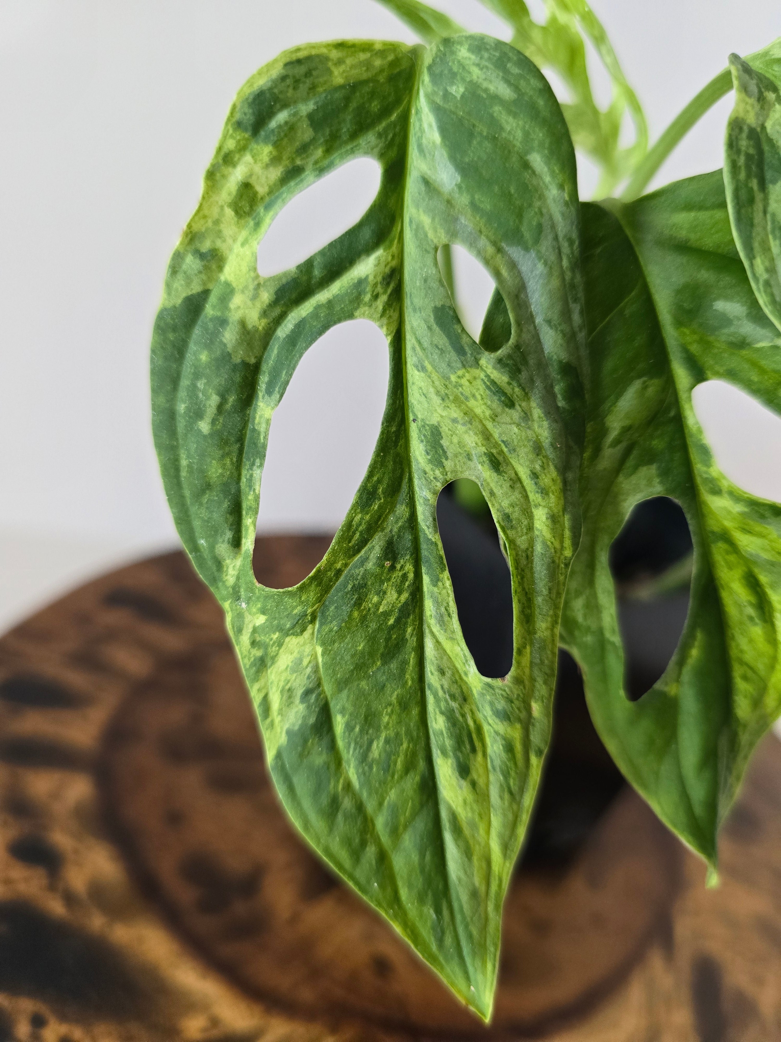 Monstera Adansonii Indonesian Mint Variegated 2in