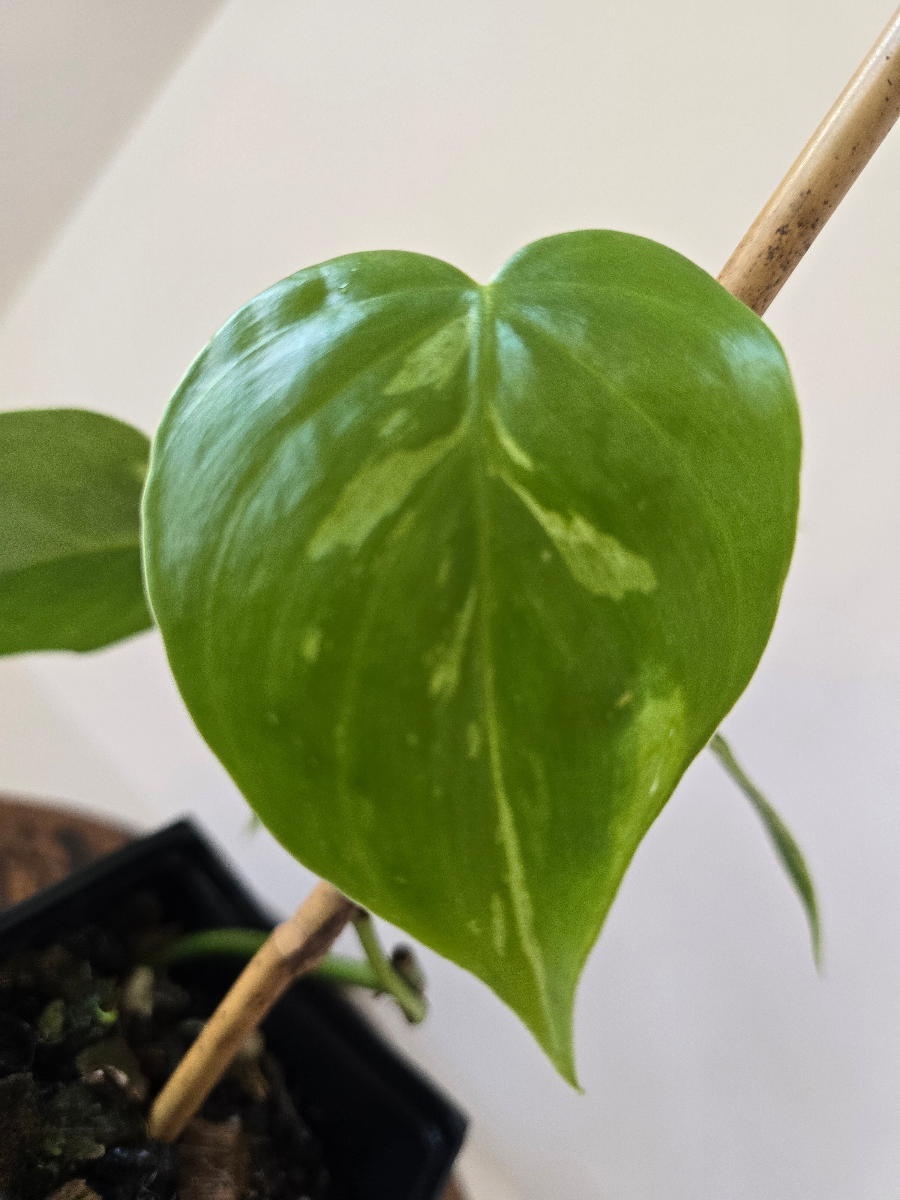 Philodendron Variegated Hederaceum (Heartleaf)