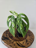 Monstera Adansonii Indonesian Mint Variegated 2in