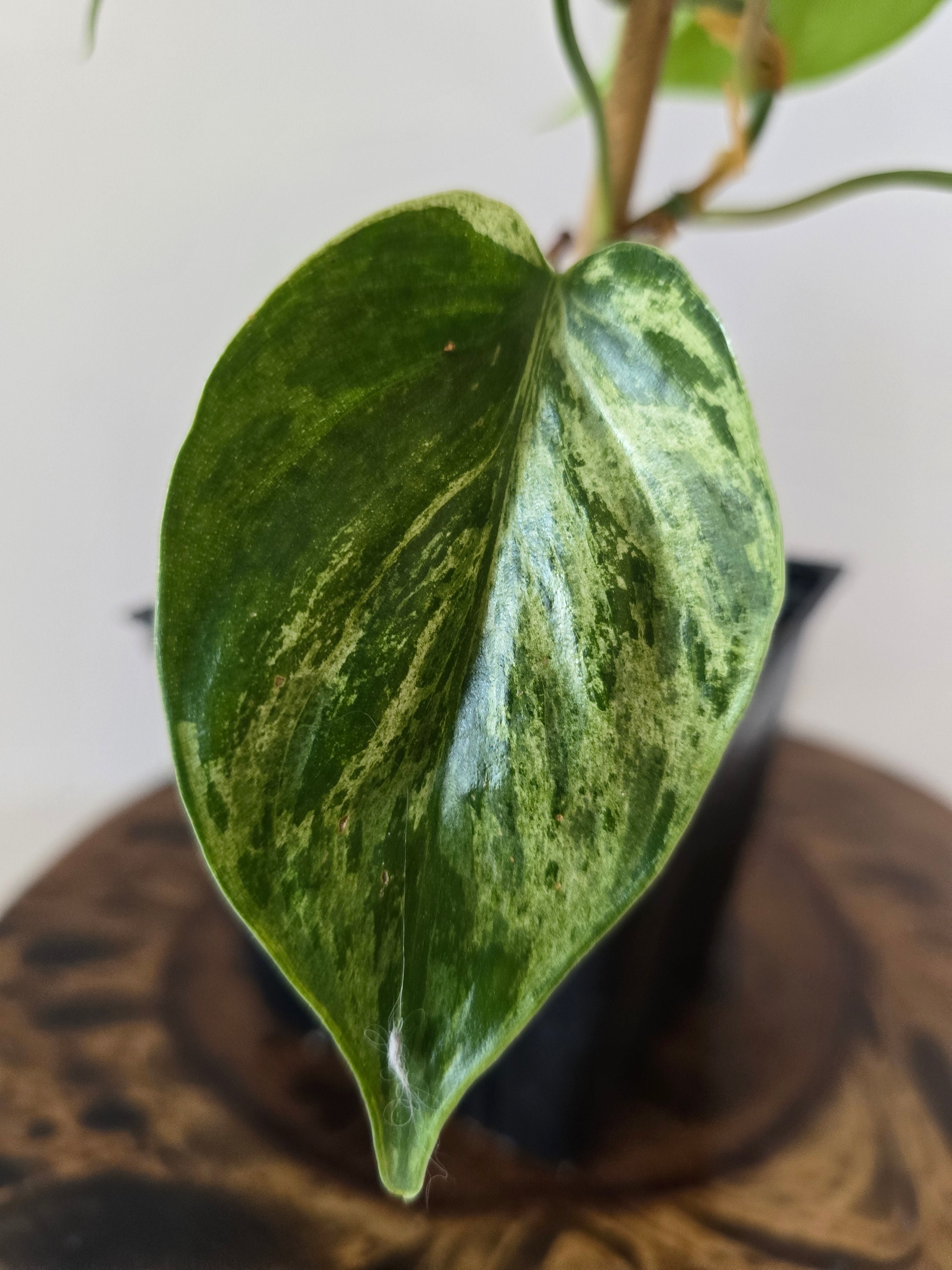 Philodendron Variegated Hederaceum (Heartleaf)