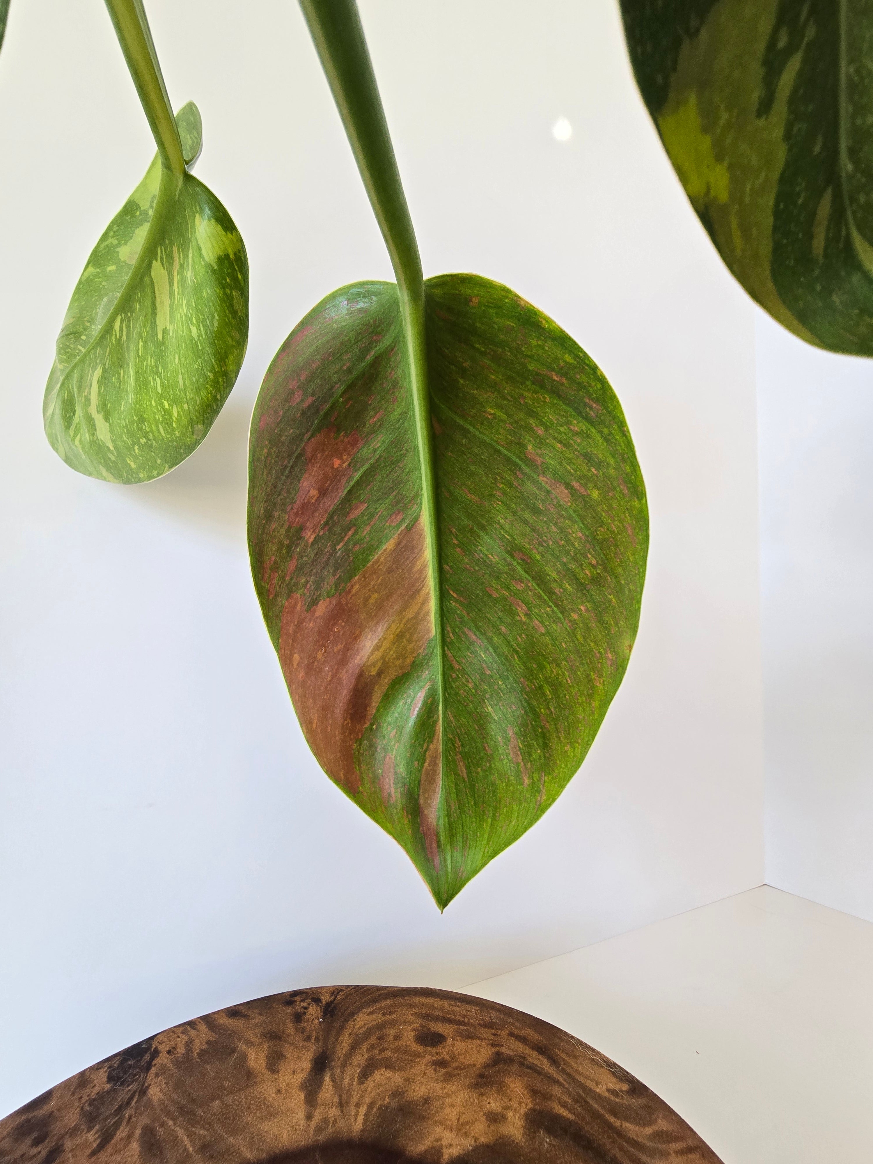 Philodendron Green Congo Nuclear Hybrid 4"