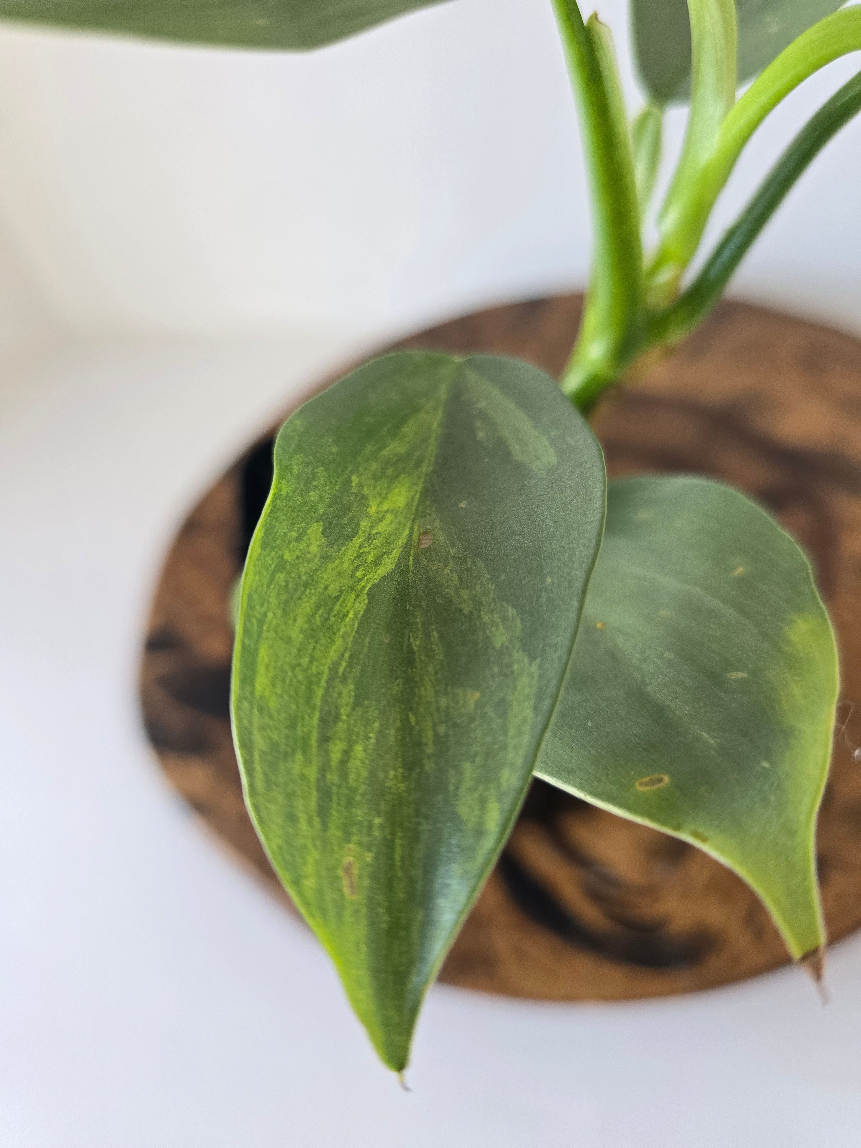 Philodendron Variegated Hastatum "Silver Sword" 2in