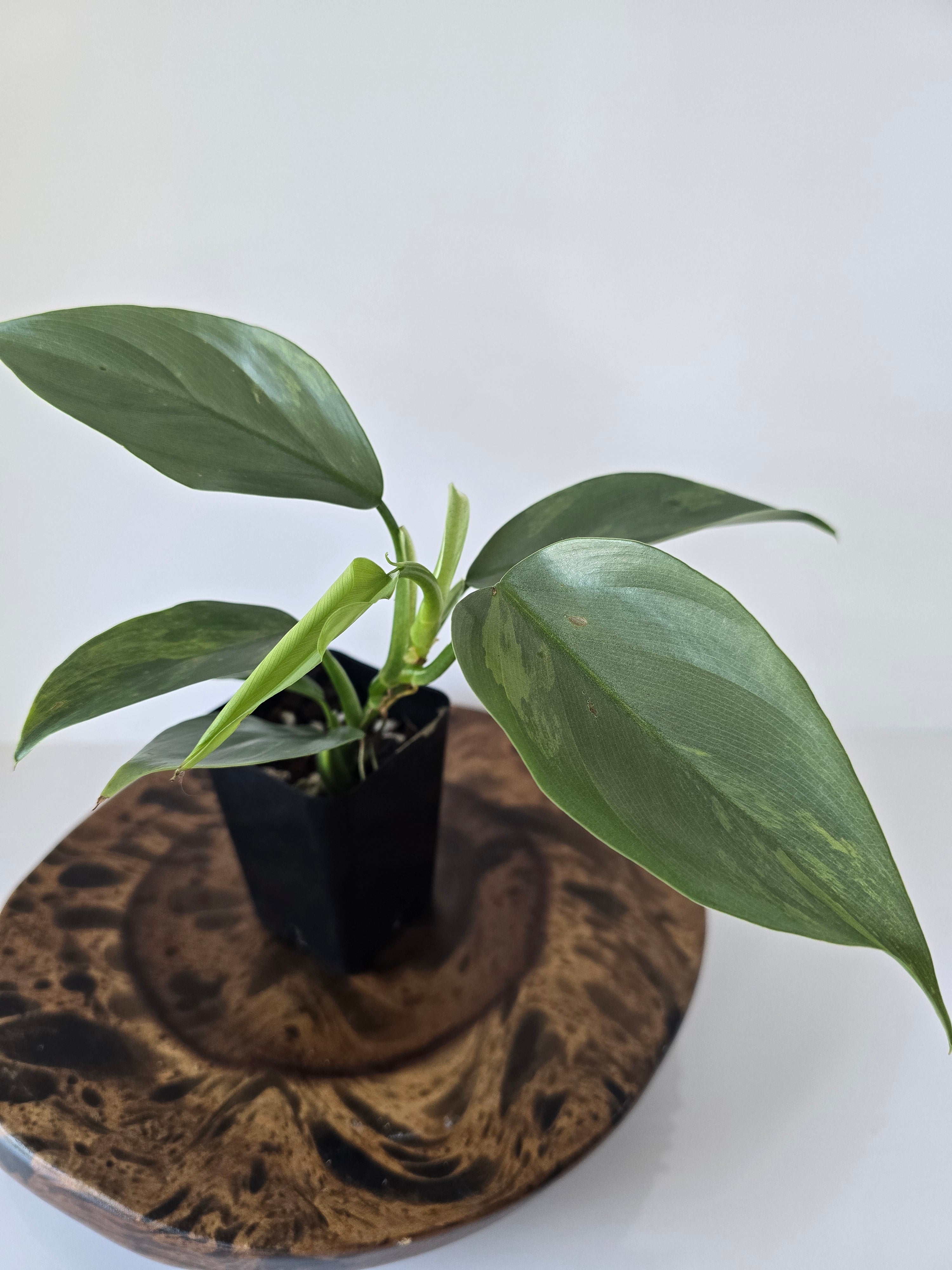 Philodendron Variegated Hastatum "Silver Sword" 2in