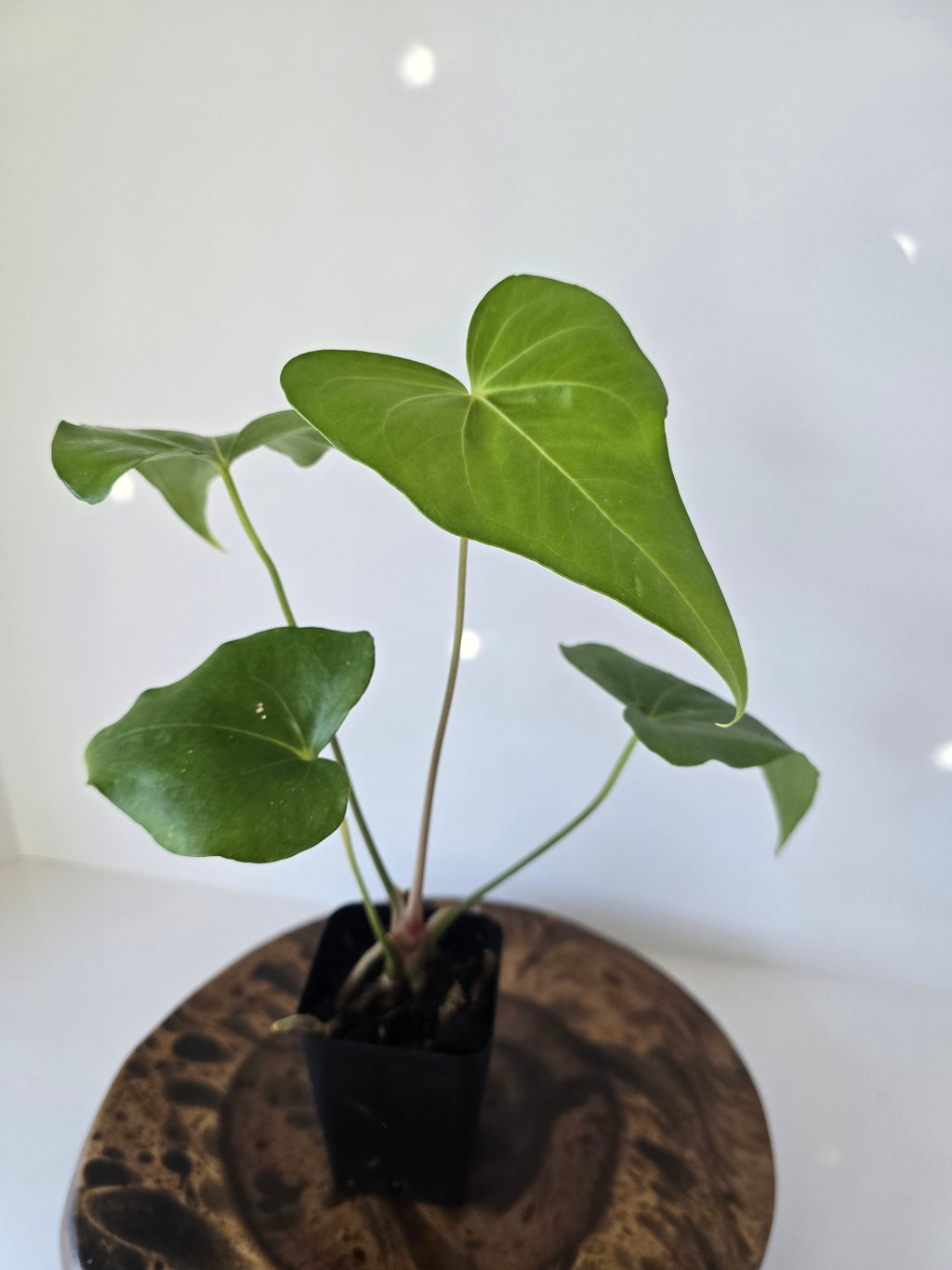 Anthurium Macrolobium