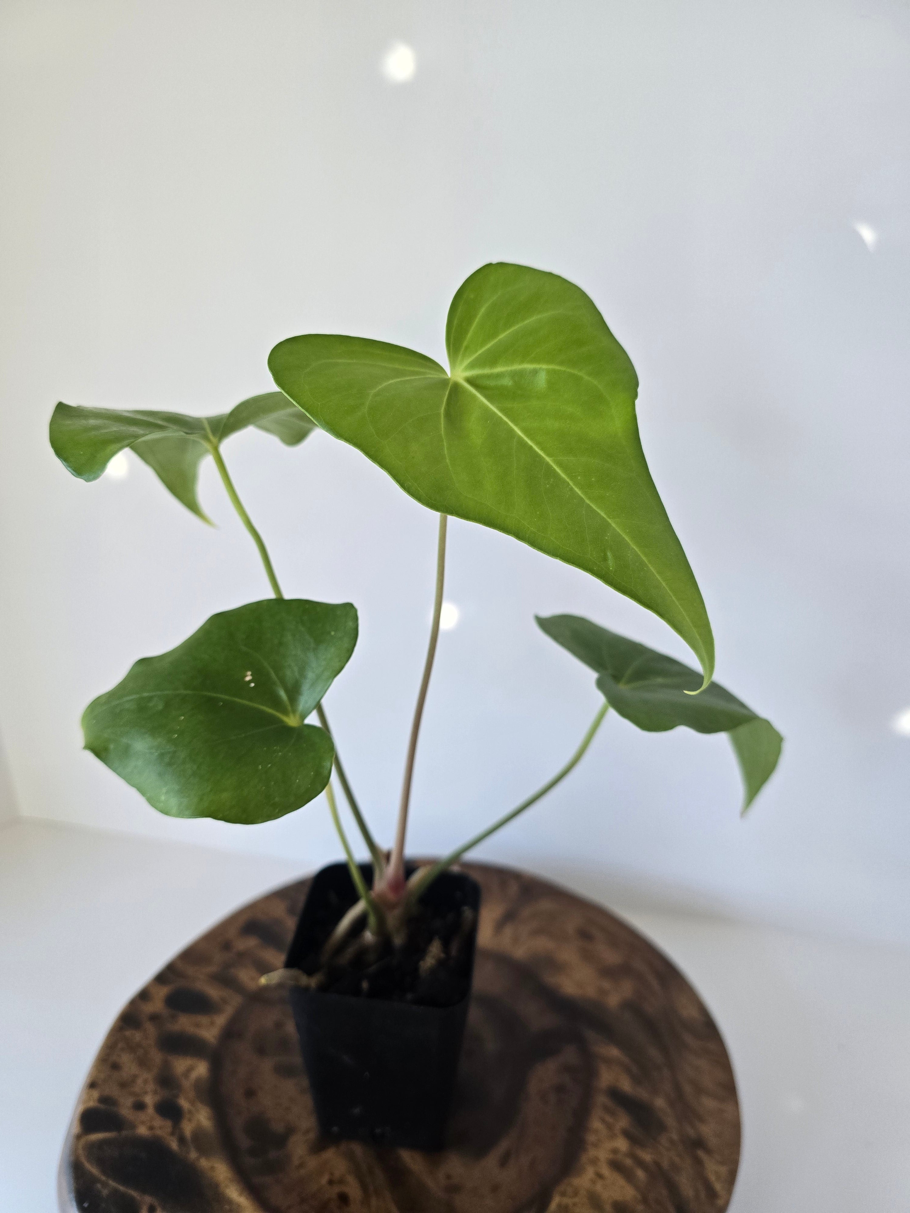 Anthurium Macrolobium