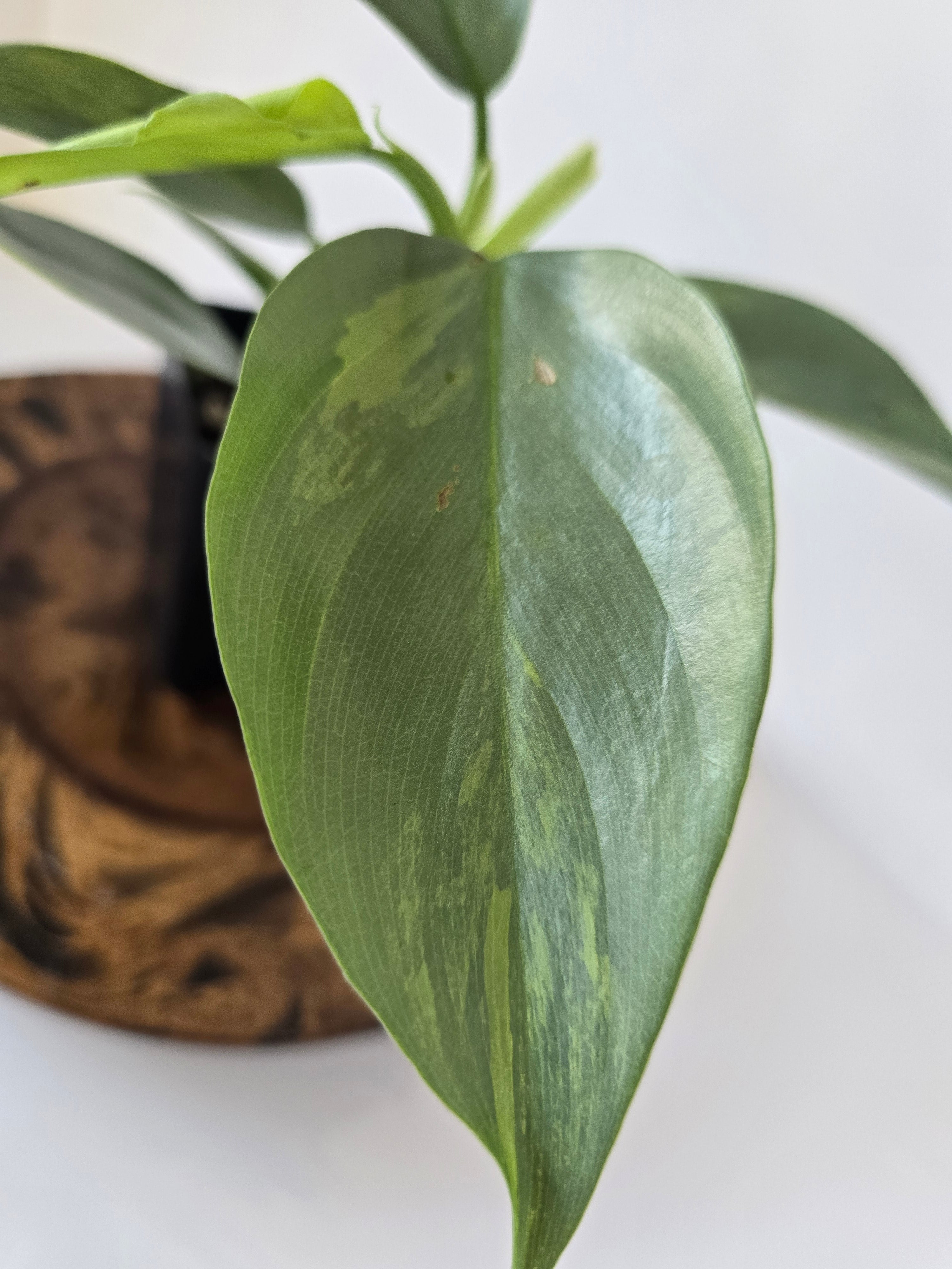 Philodendron Variegated Hastatum "Silver Sword" 2in