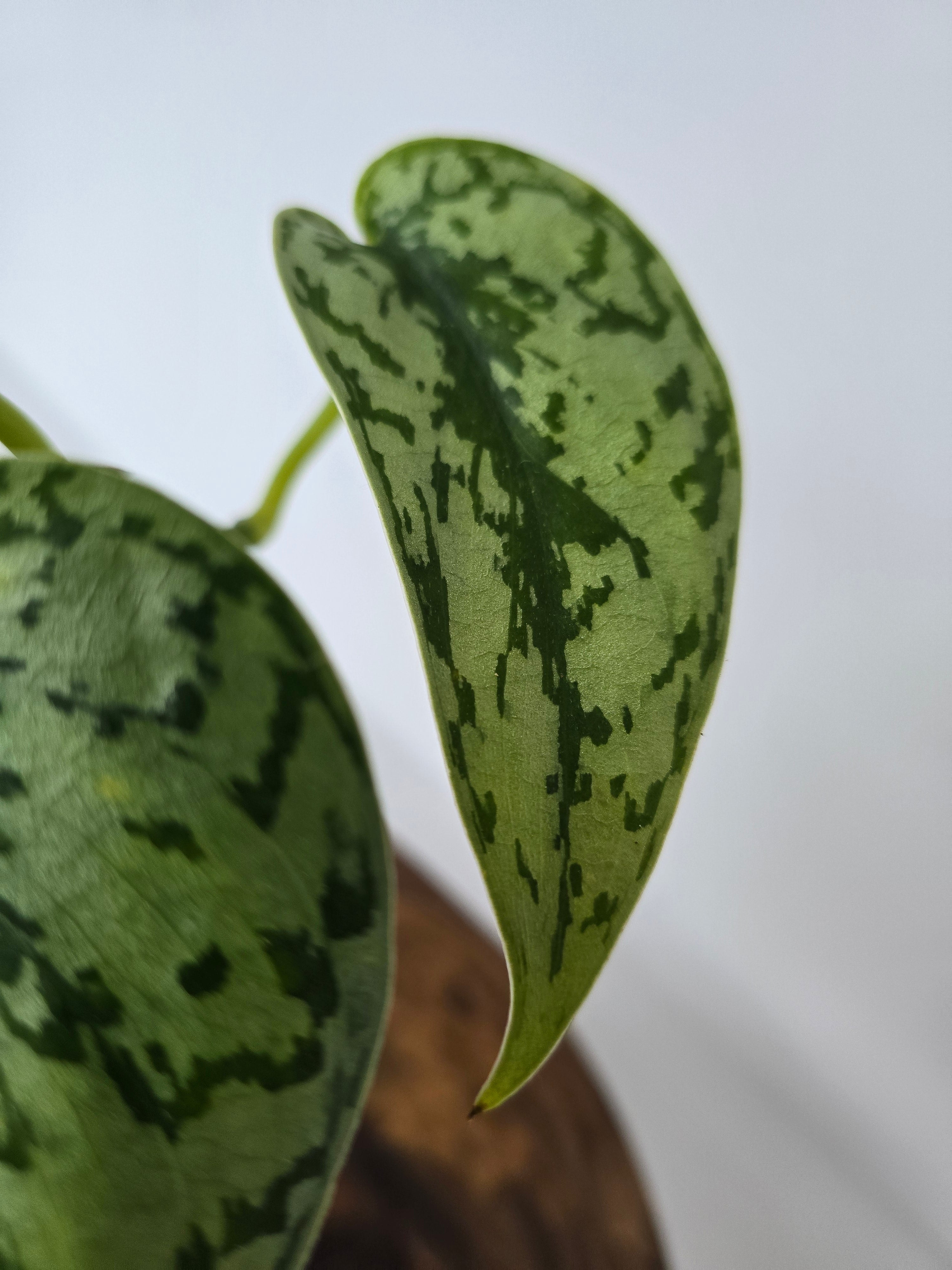 Philodendron Silver Lady 2in