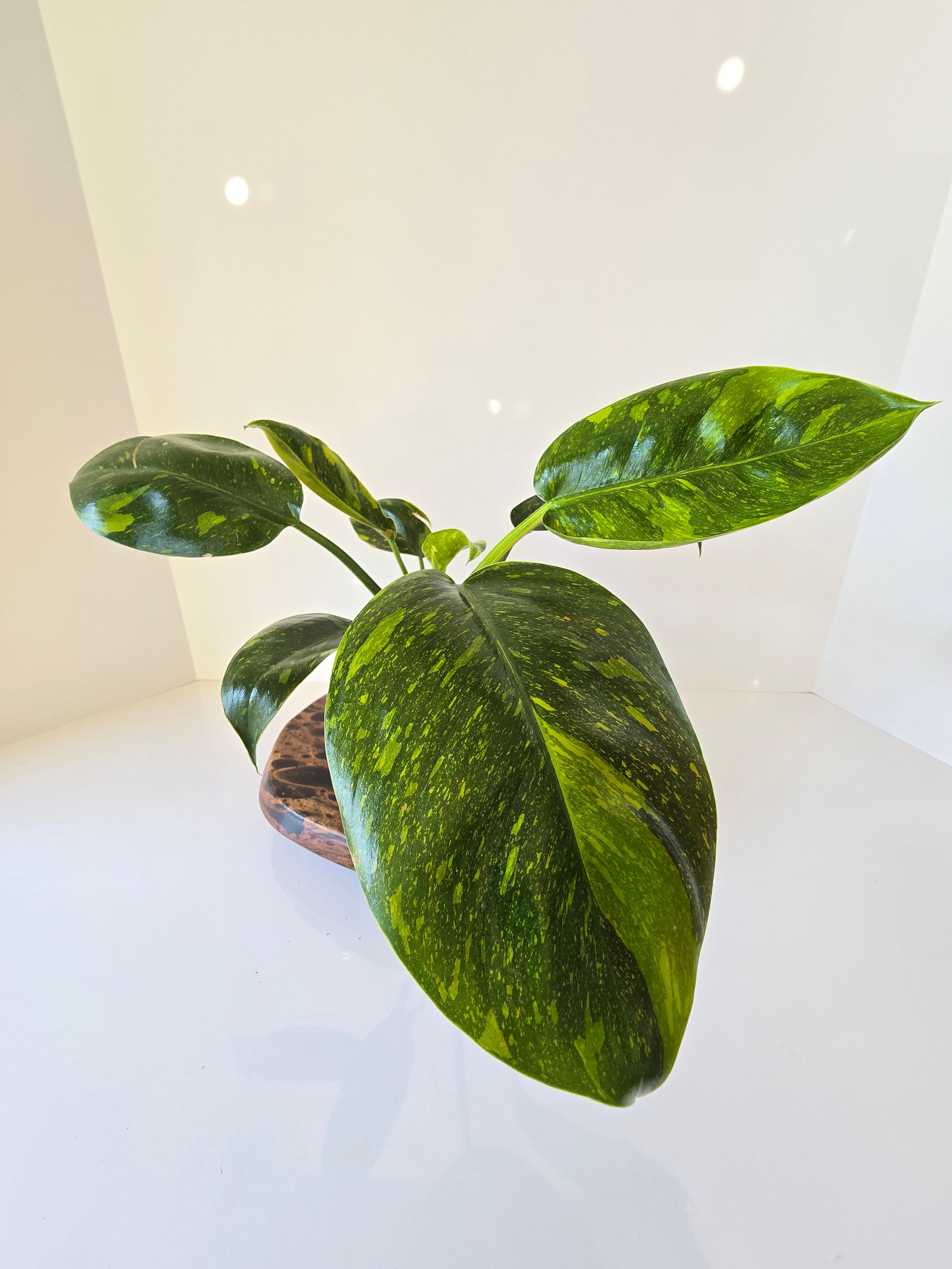 Philodendron Green Congo Nuclear Hybrid 4"