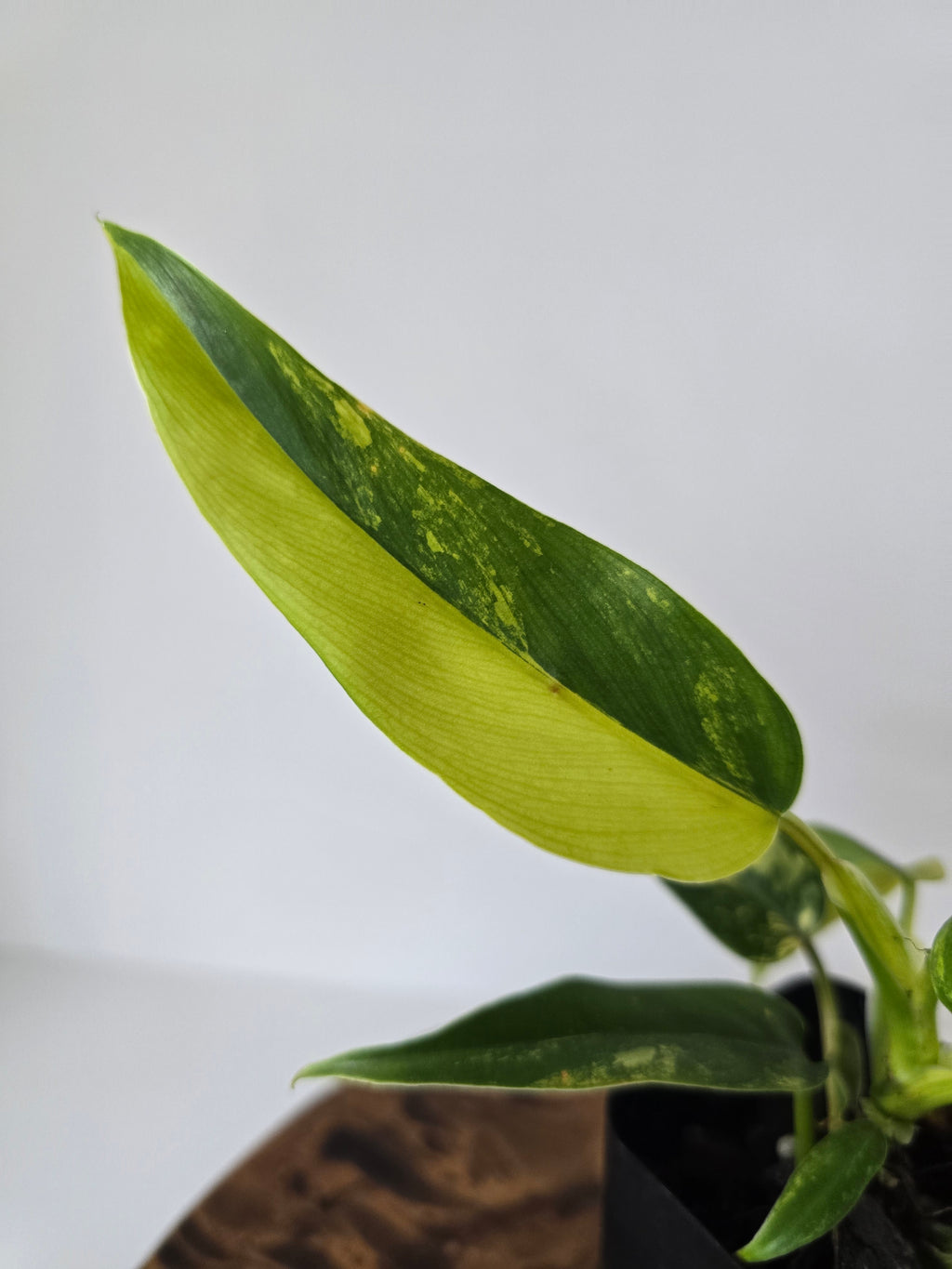 Philodendron Variegated Domesticum 2in