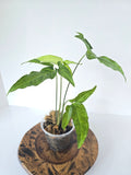 Syngonium Angustatum 'Little Star' 4in