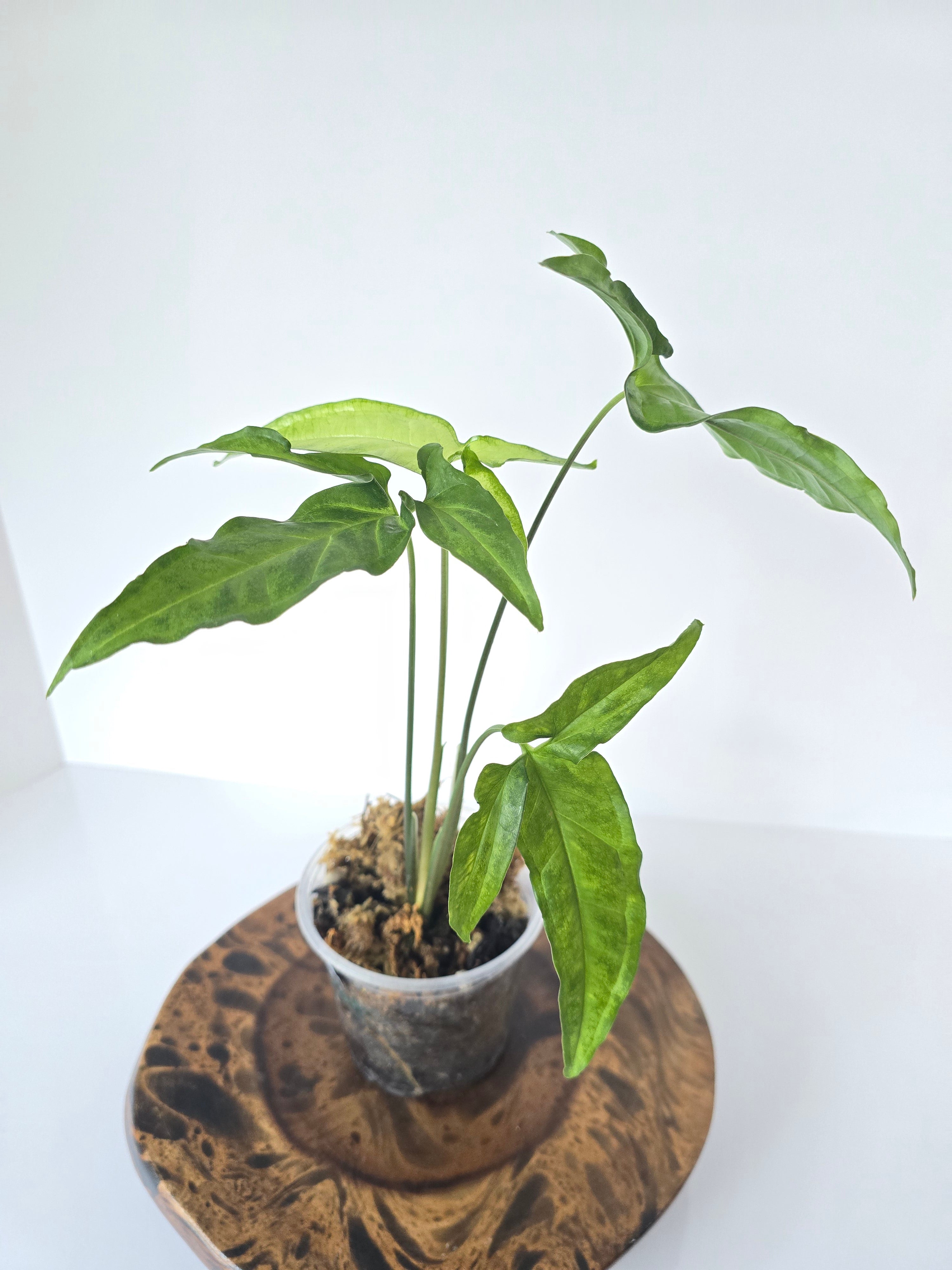 Syngonium Angustatum 'Little Star' 4in