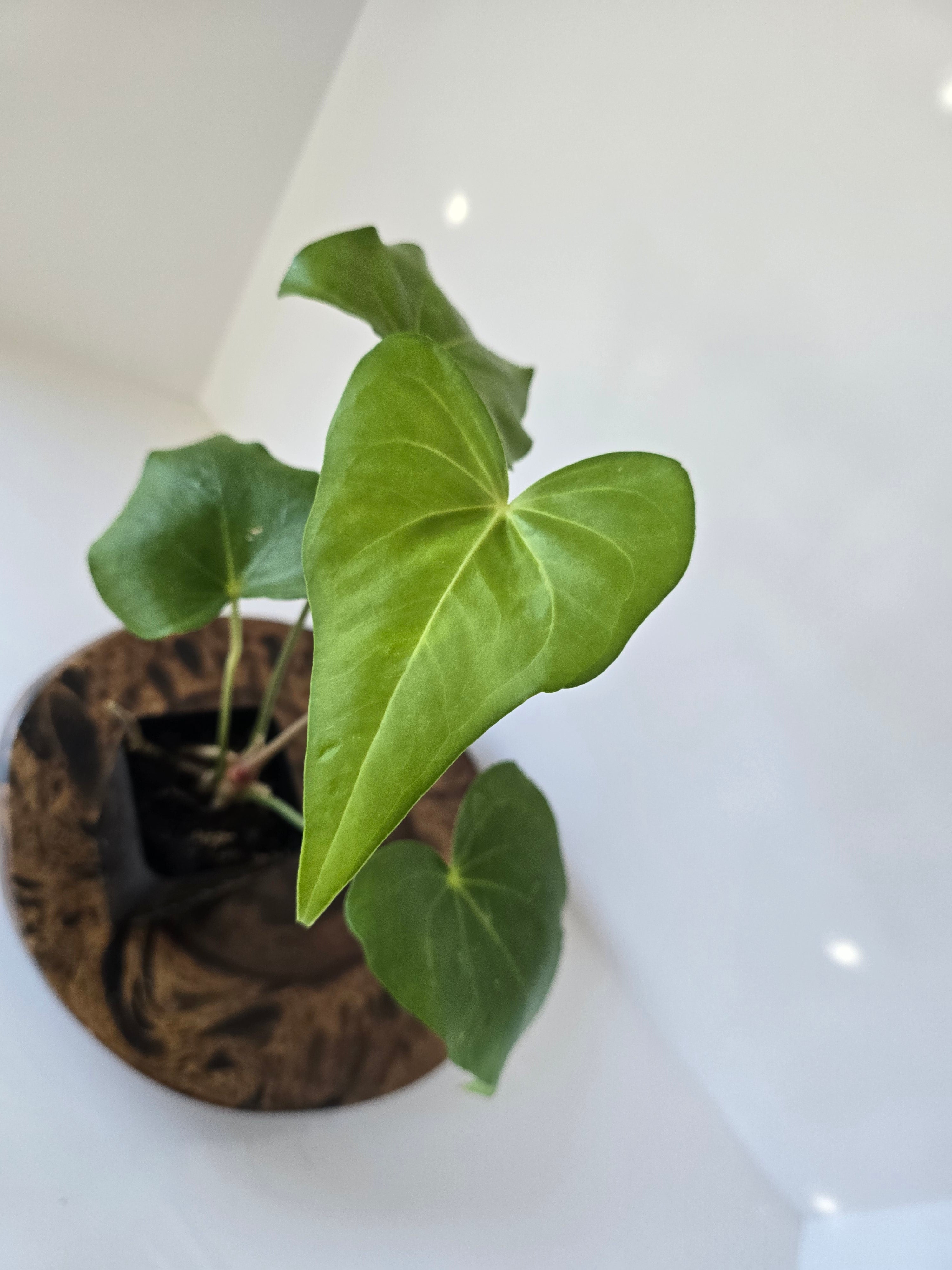 Anthurium Macrolobium