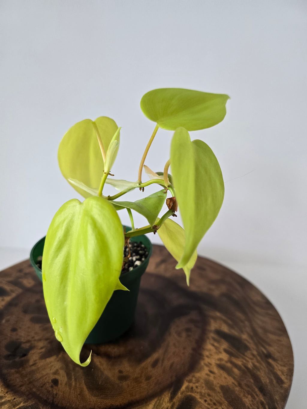 Philodendron Neon Heartleaf (Hederaceum)