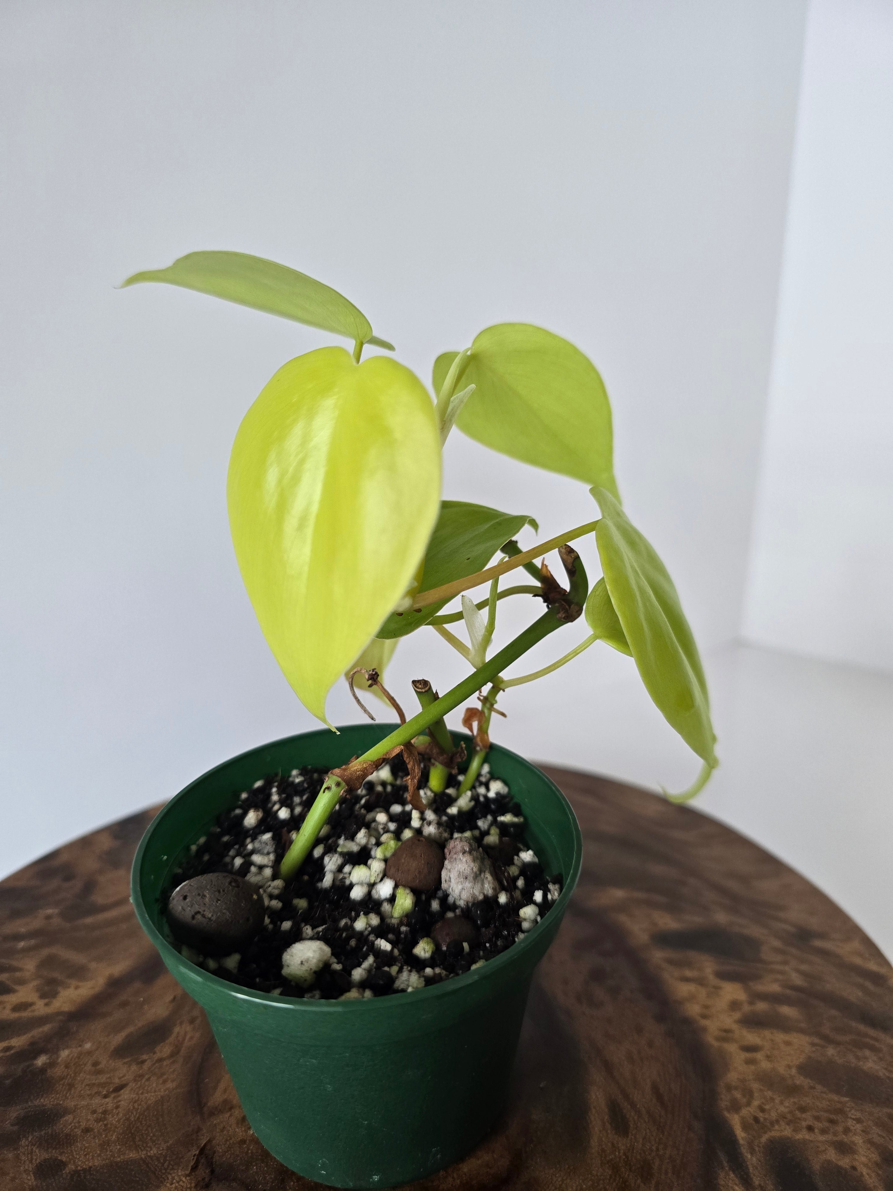 Philodendron Neon Heartleaf (Hederaceum)