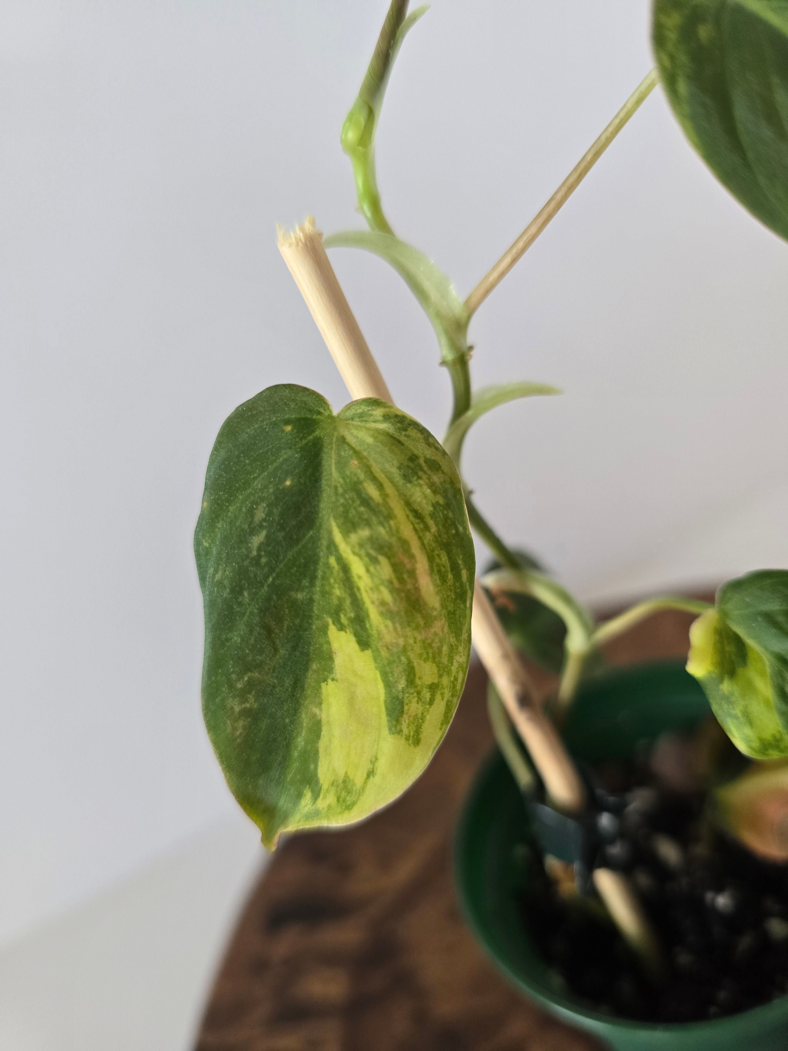 Philodendron Variegated Micans
