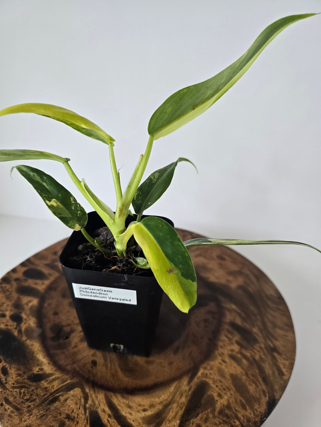 Philodendron Variegated Domesticum 2in