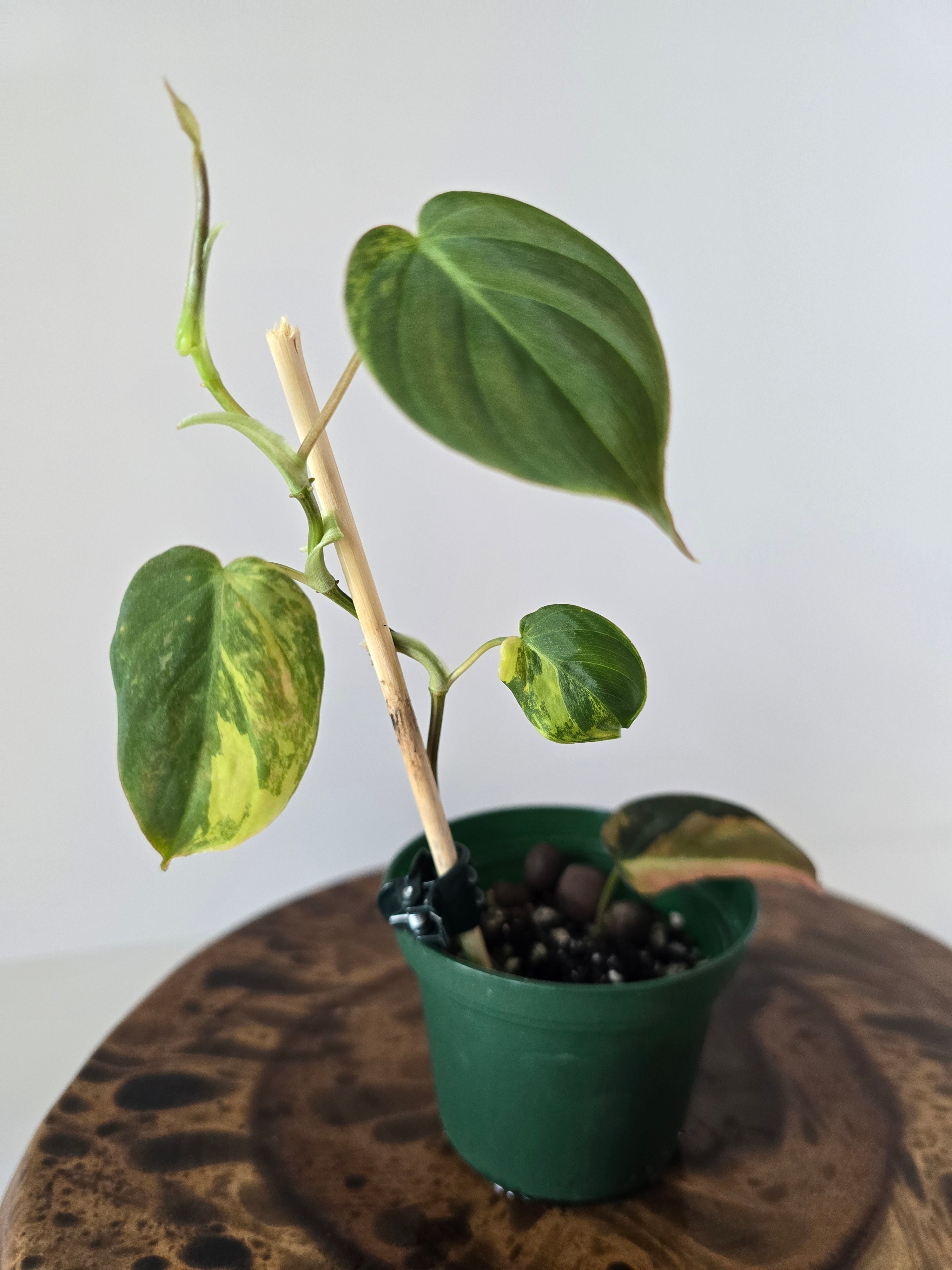 Philodendron Variegated Micans