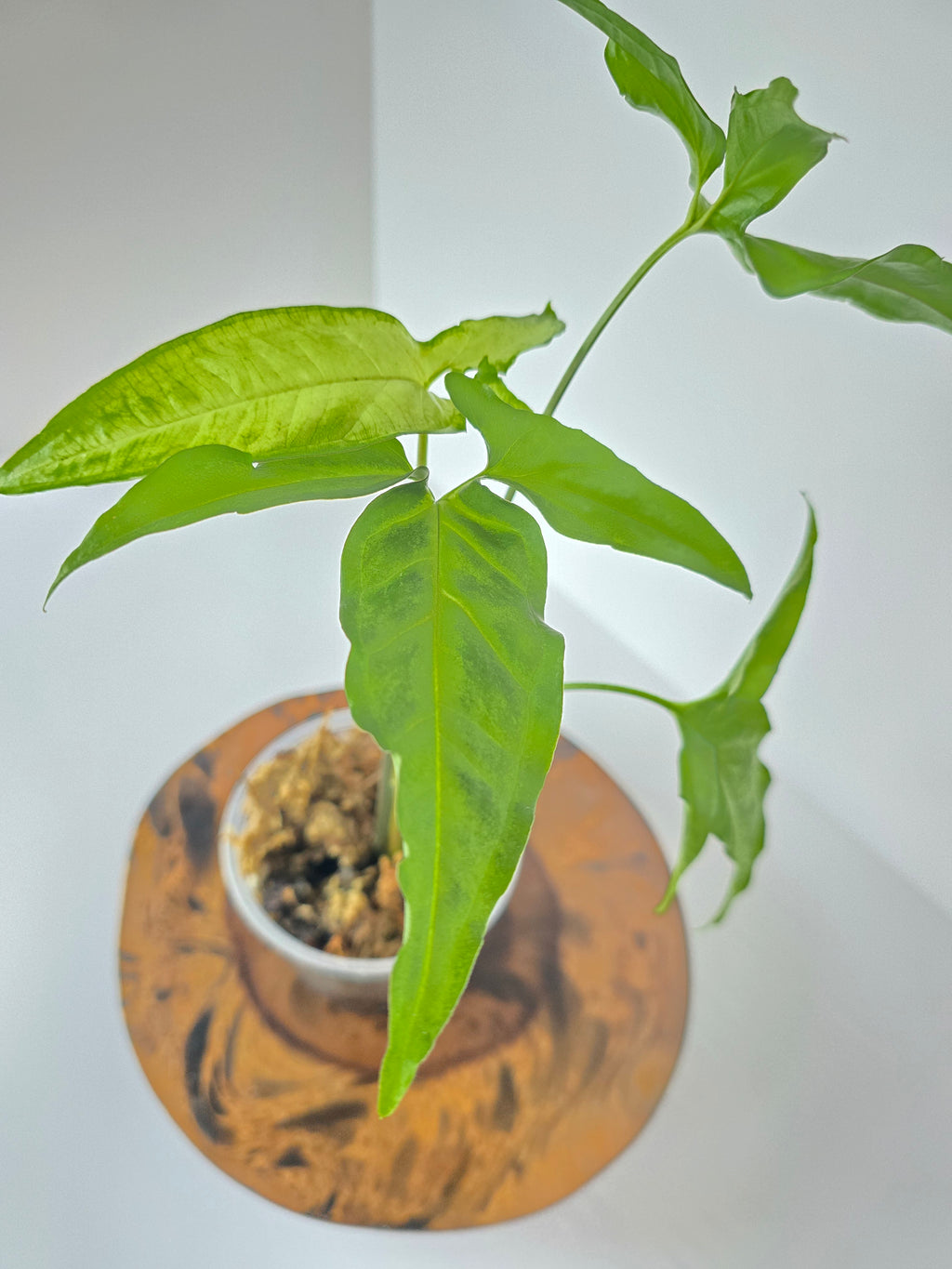 Syngonium Angustatum 'Little Star' 4in