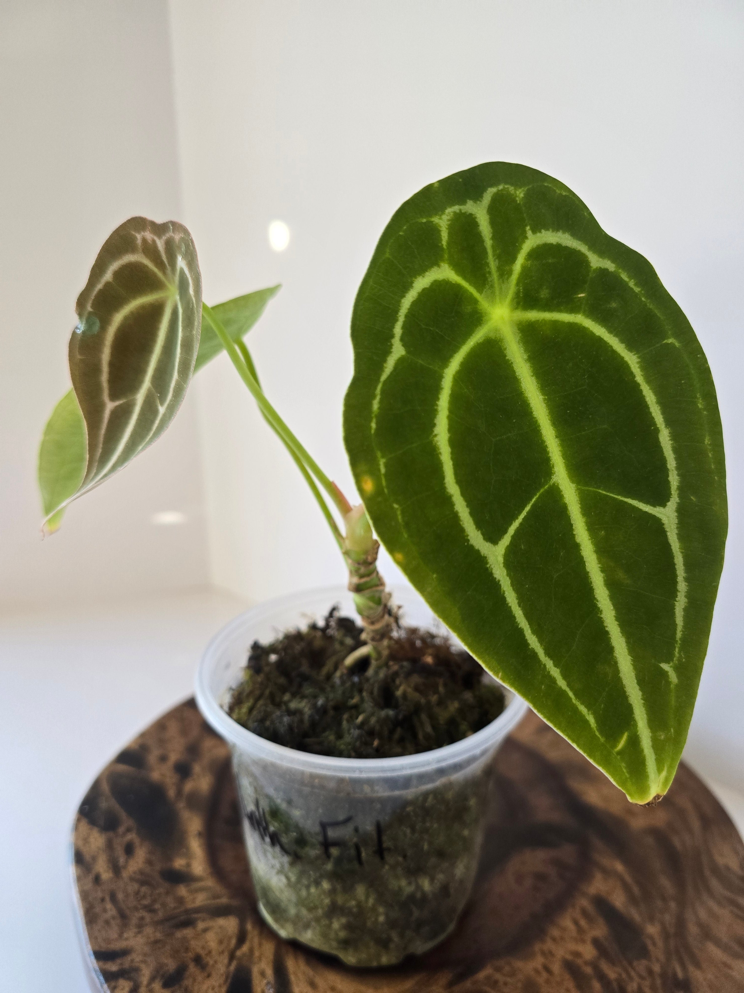 Anthurium Forgetii