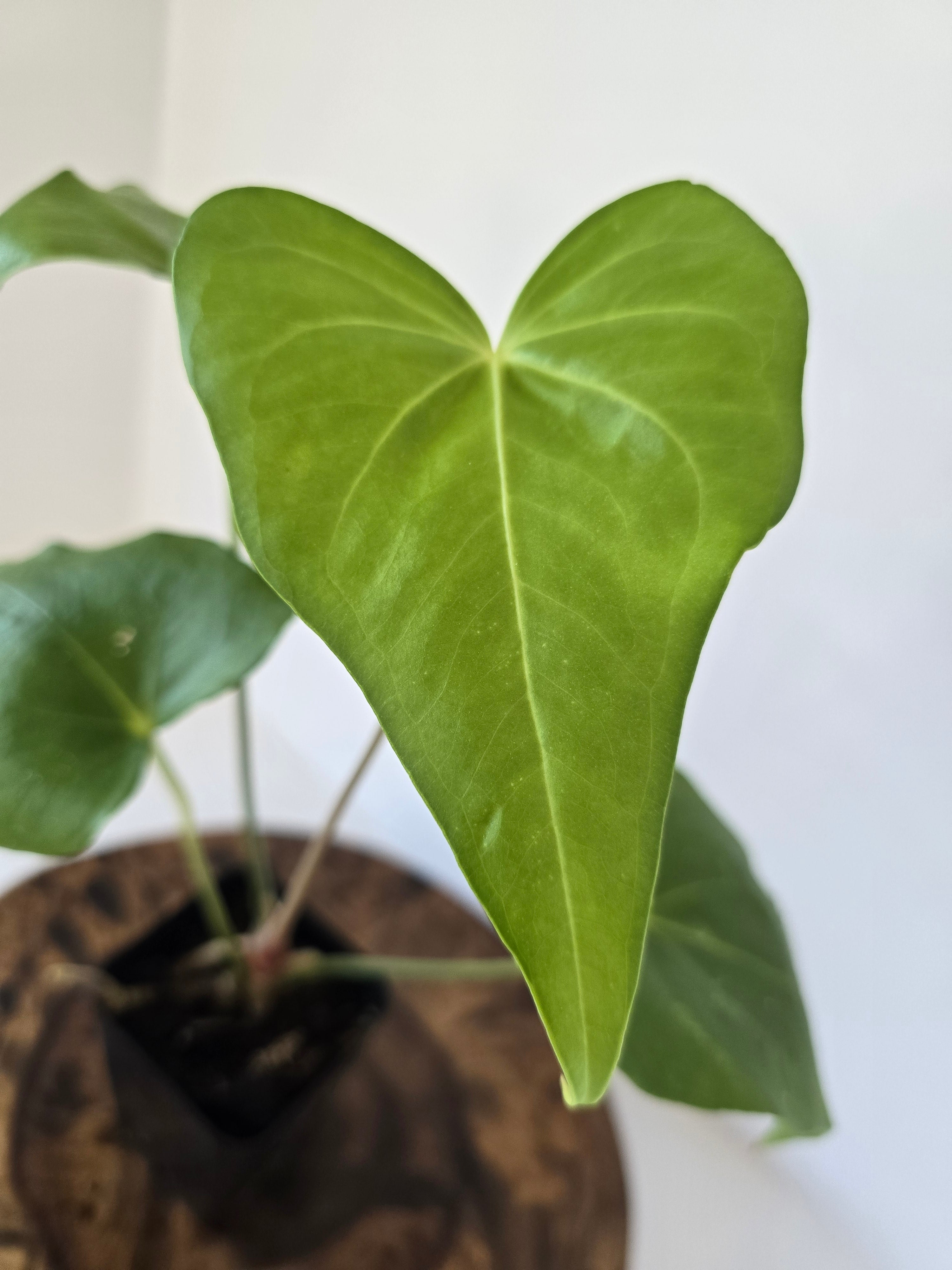 Anthurium Macrolobium