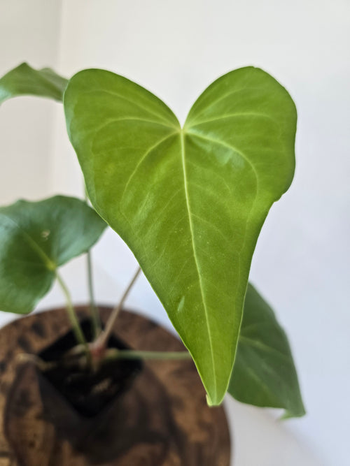 Anthurium Macrolobium