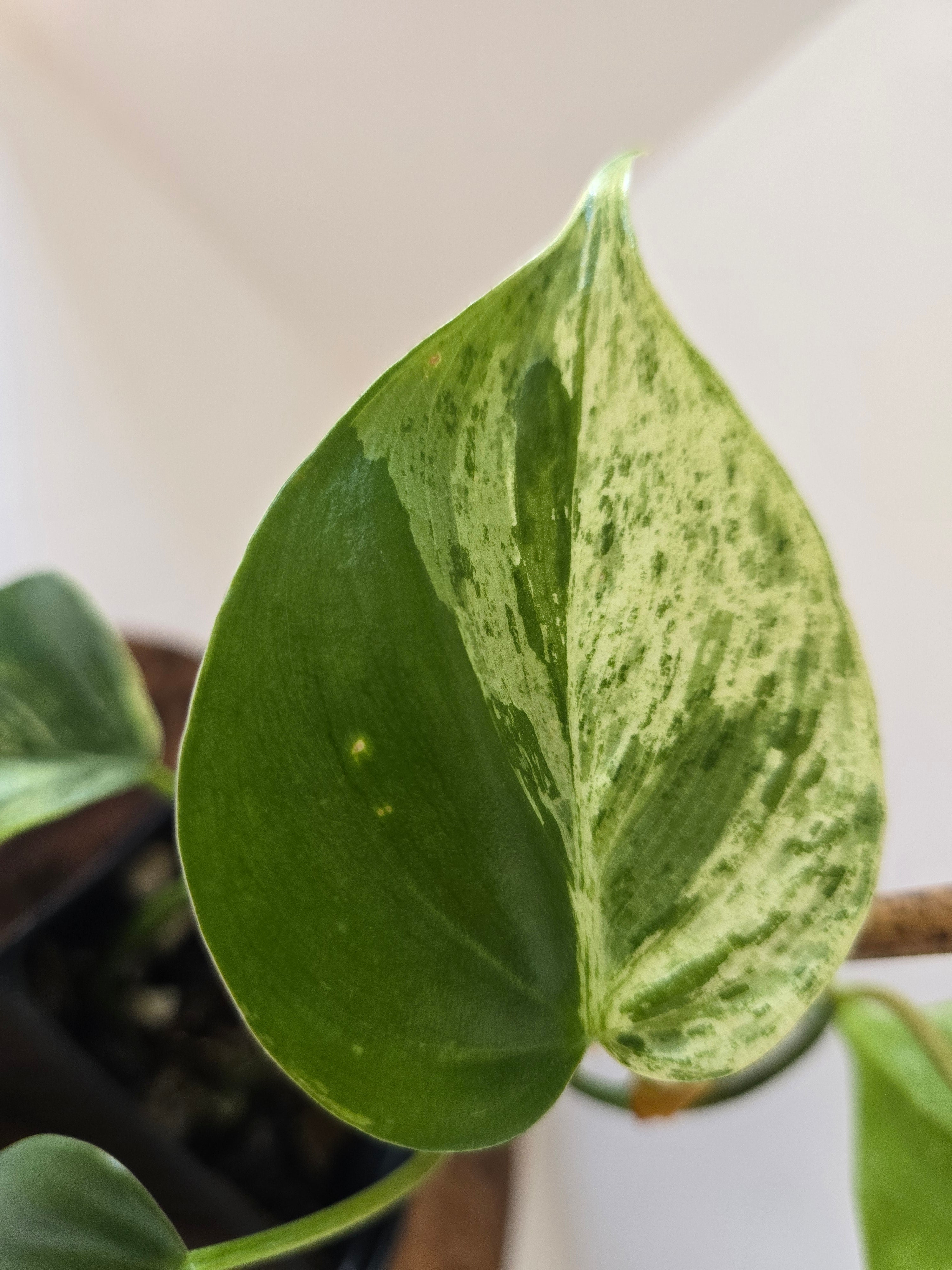 Philodendron Variegated Hederaceum (Heartleaf)