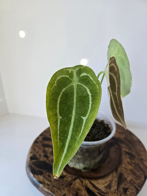 Anthurium Forgetii