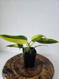 Philodendron Variegated Domesticum 2in