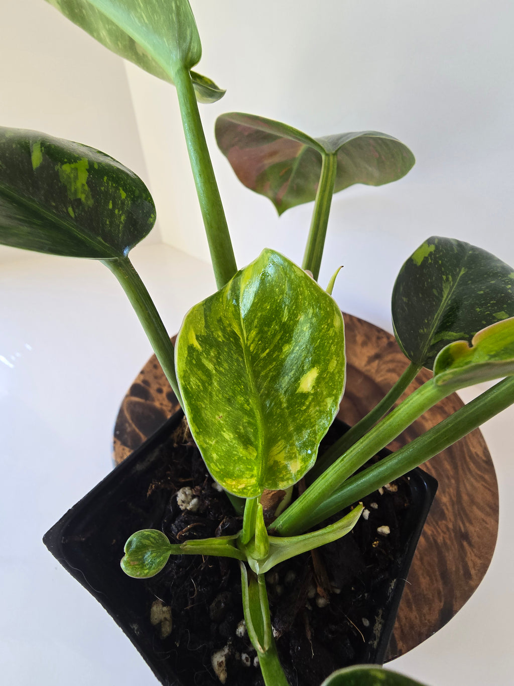 Philodendron Green Congo Nuclear Hybrid 4"