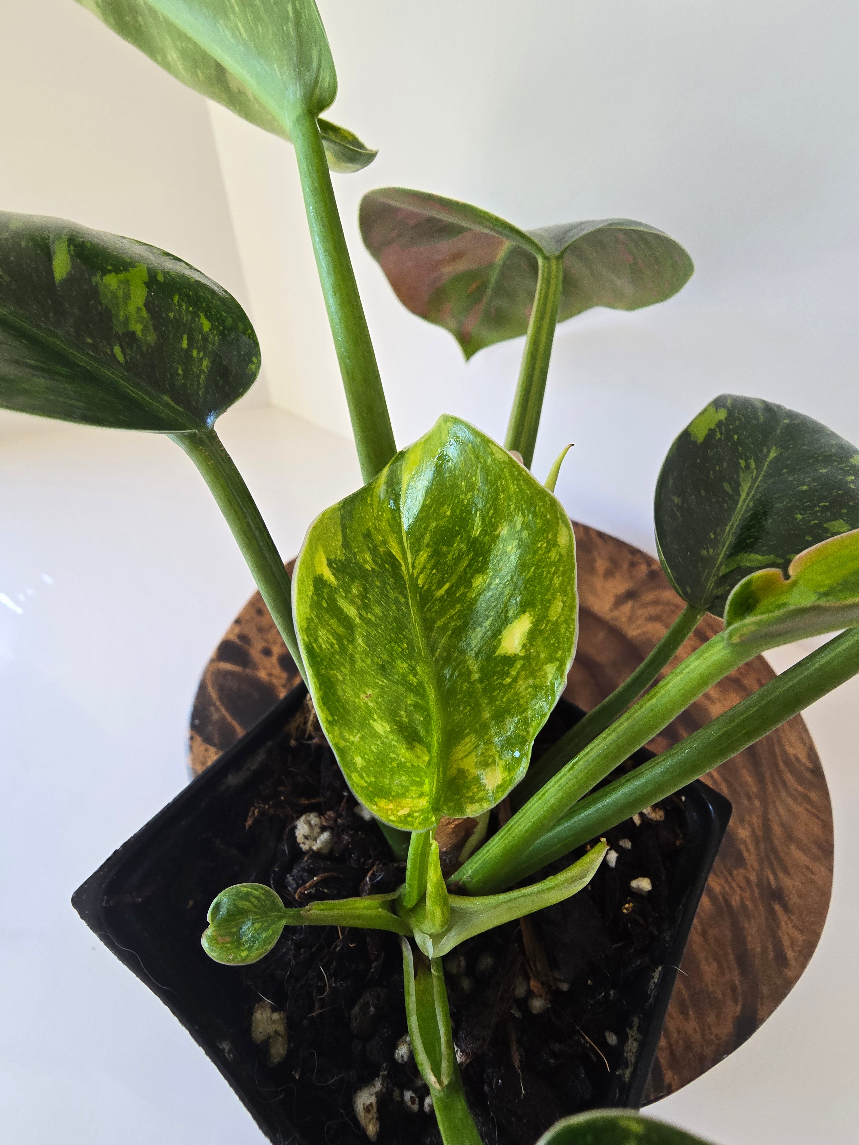 Philodendron Green Congo Nuclear Hybrid 4"