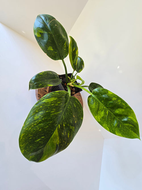 Philodendron Green Congo Nuclear Hybrid 4"