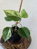 Philodendron Variegated Hederaceum (Heartleaf)