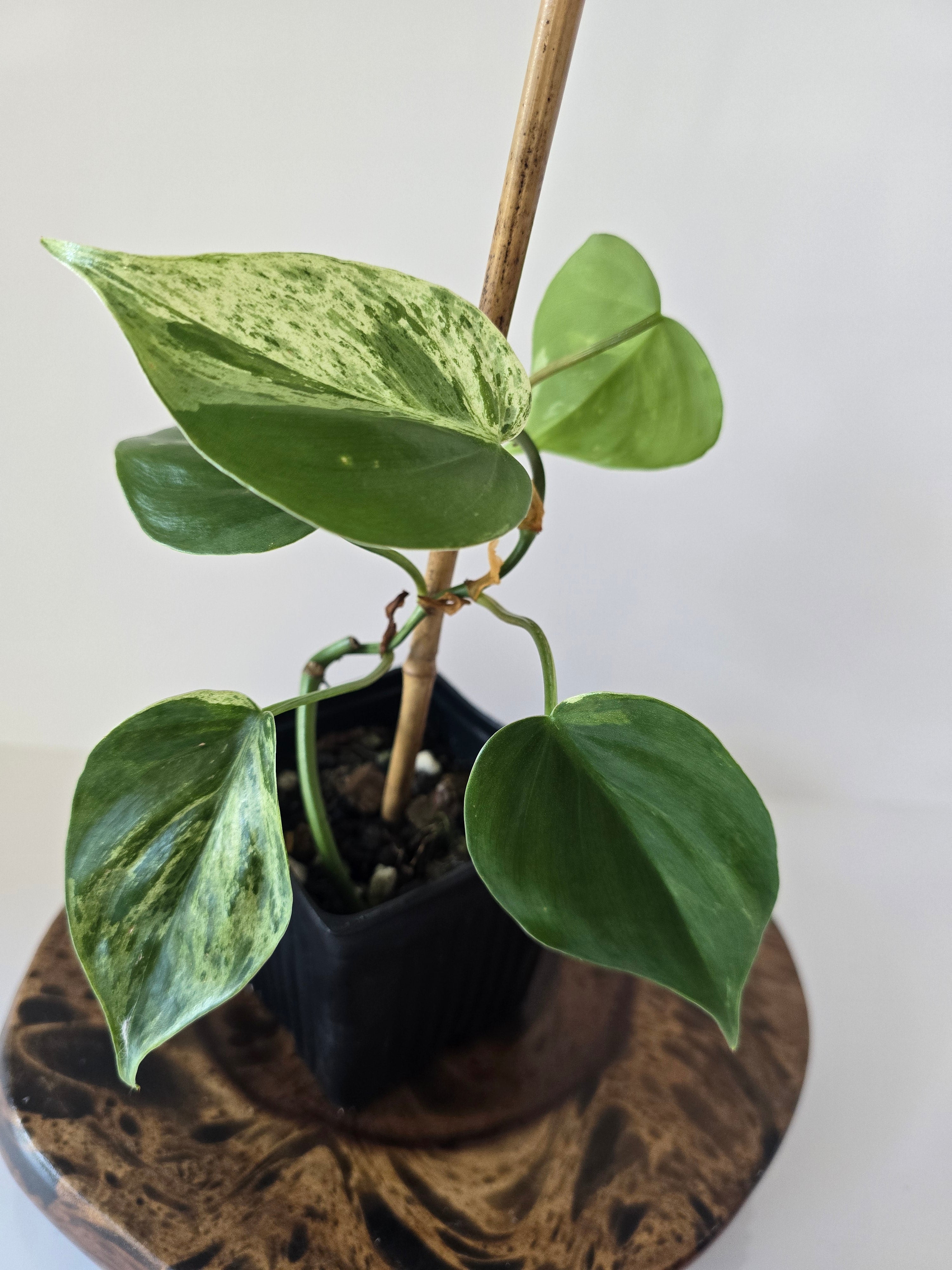 Philodendron Variegated Hederaceum (Heartleaf)