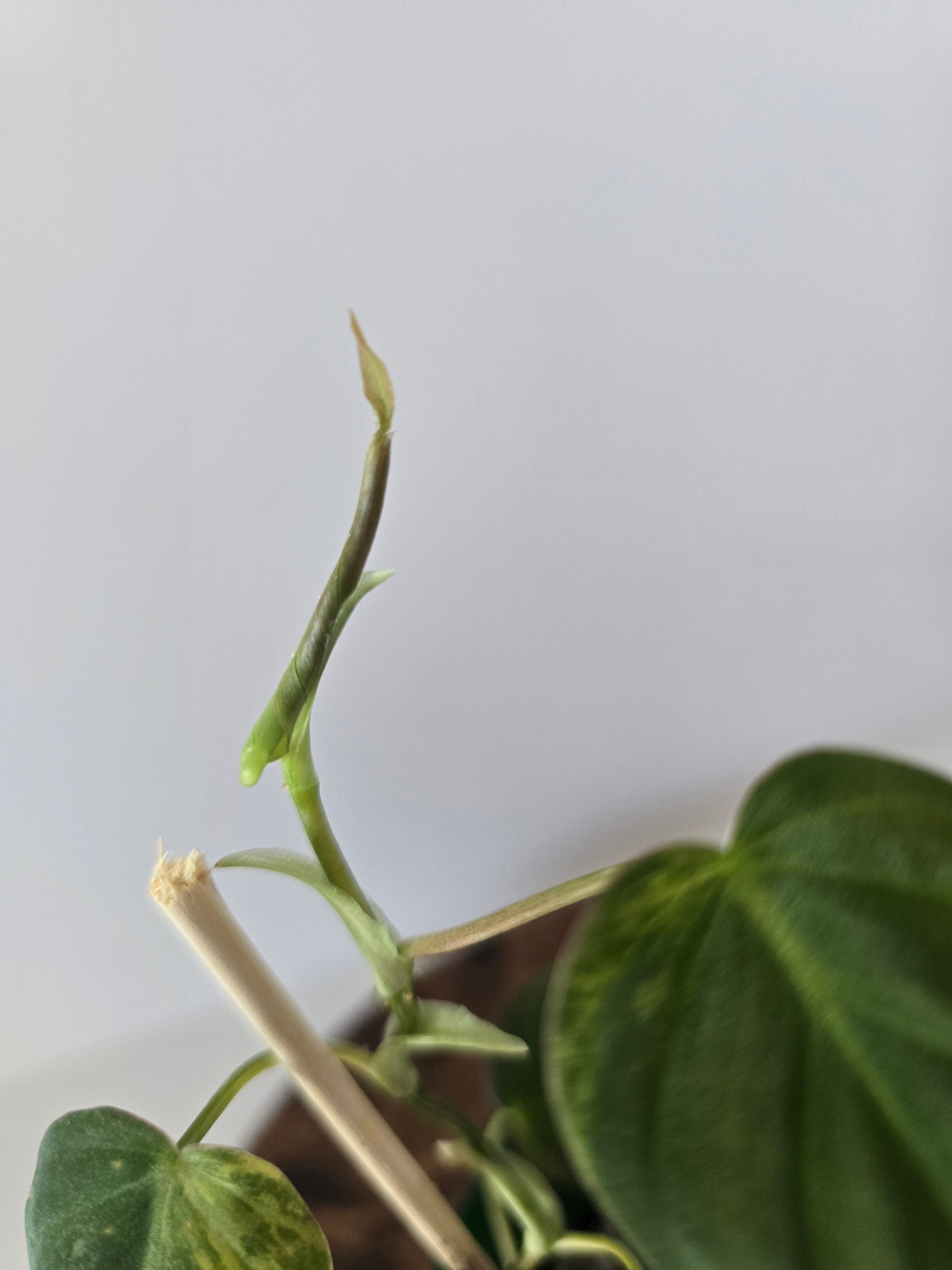 Philodendron Variegated Micans